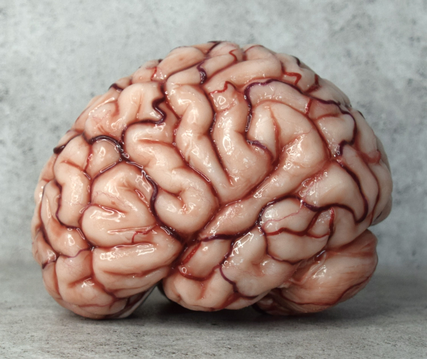 human brain life size