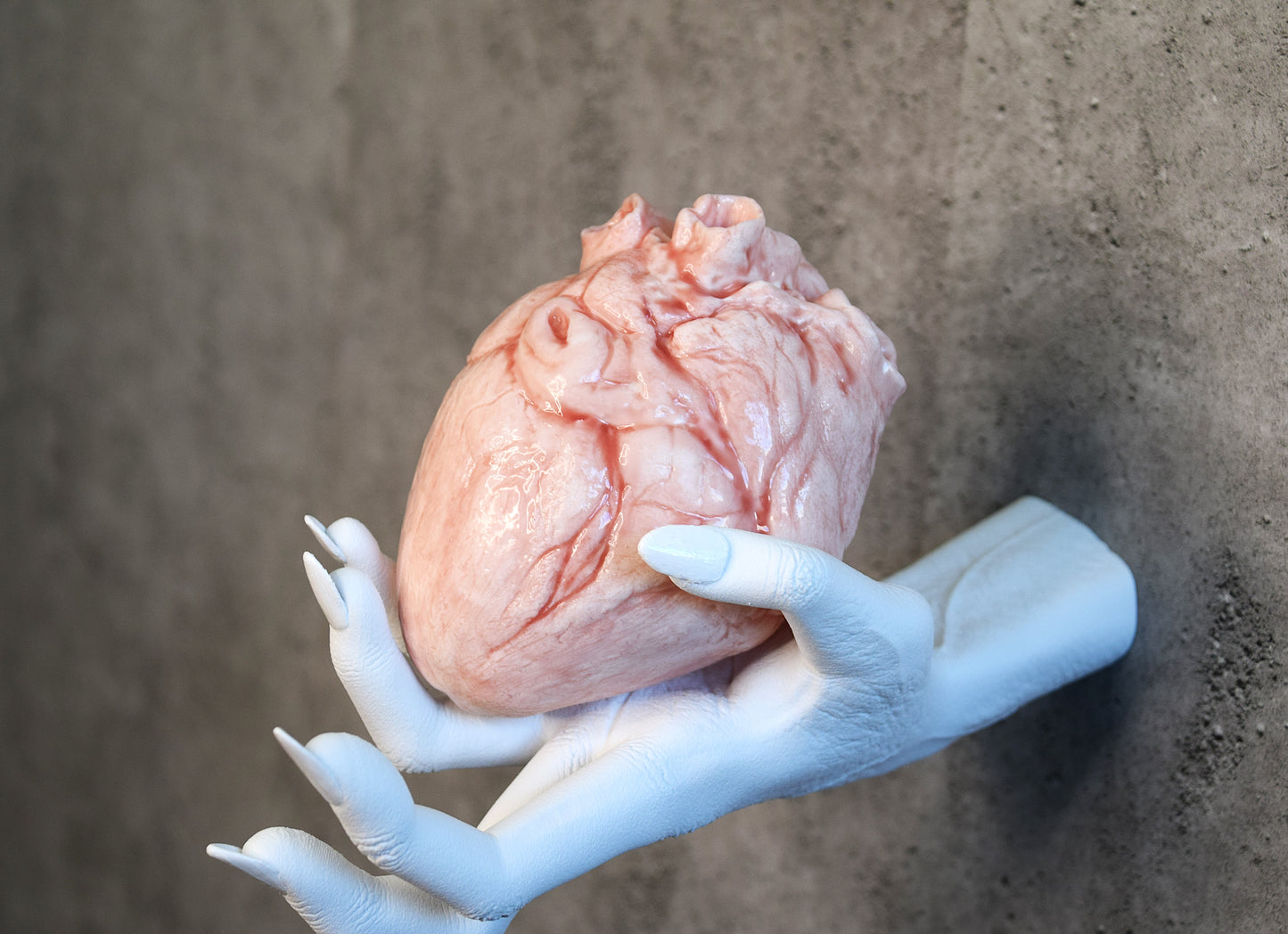 White hollow human heart life size 2.0, realistic anatomical human heart