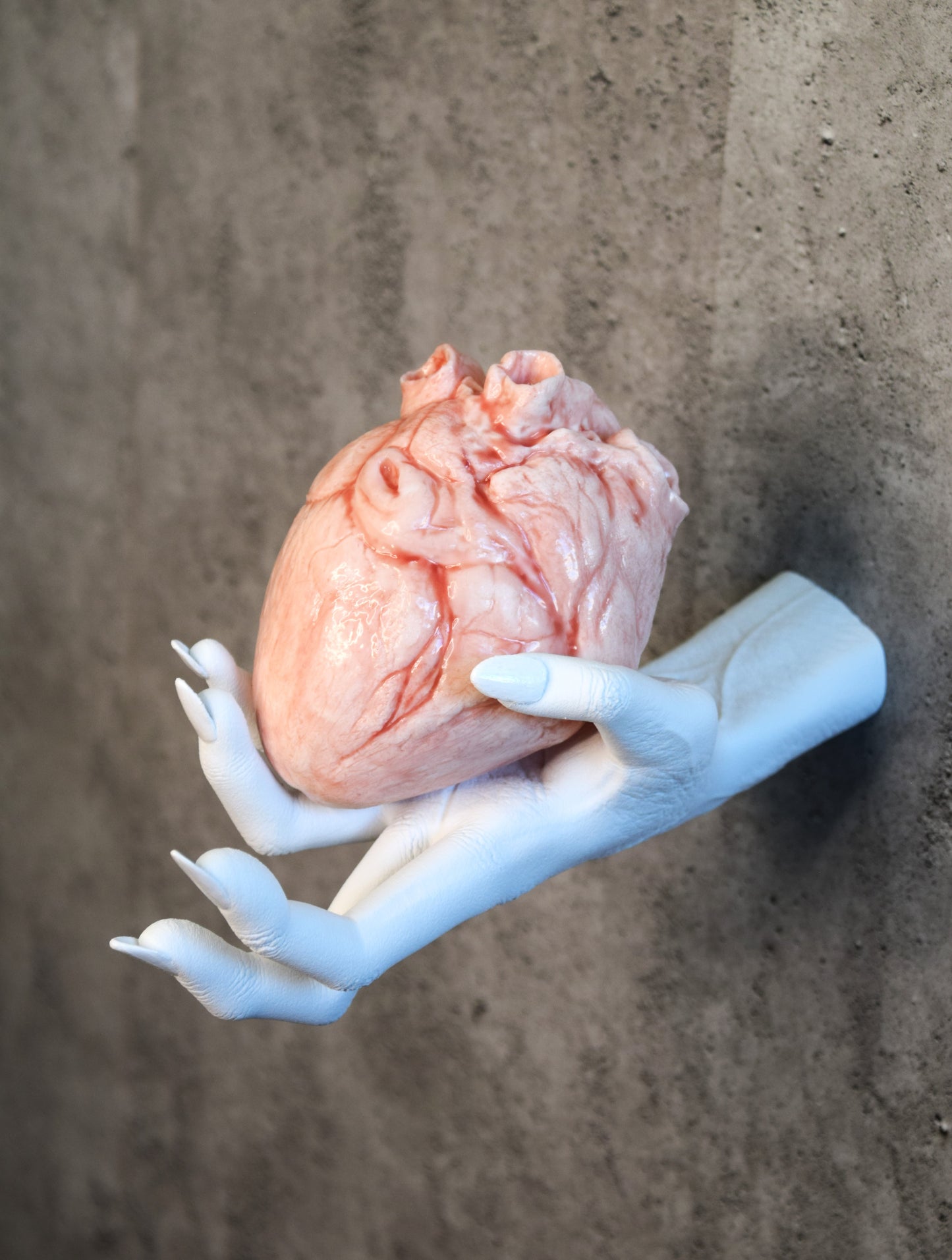 White hollow human heart life size 2.0, realistic anatomical human heart