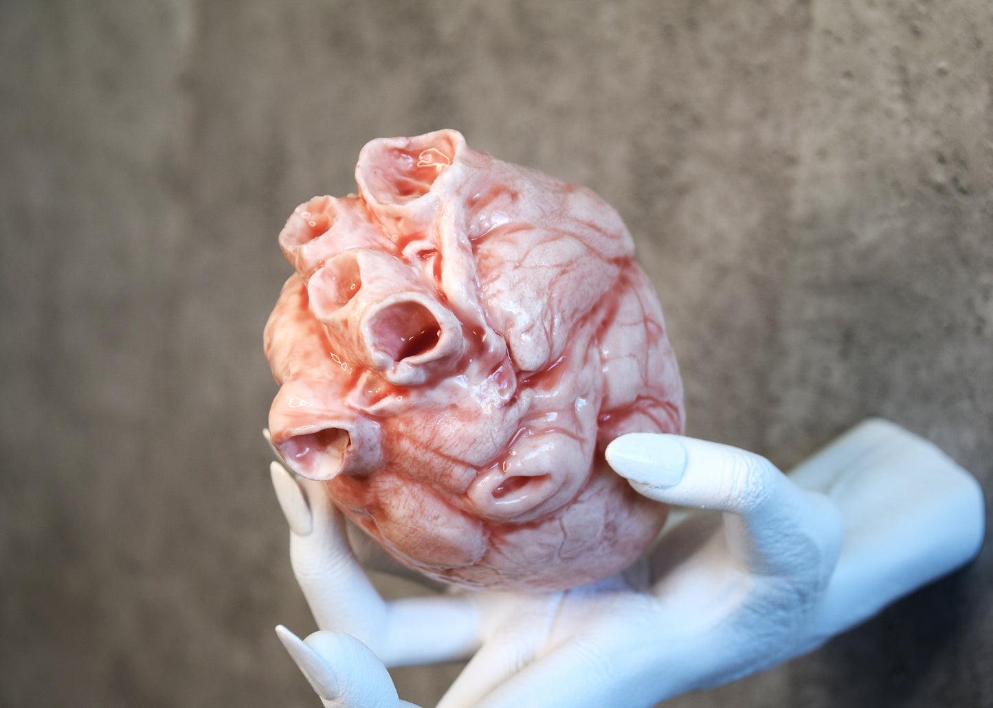 White hollow human heart life size 2.0, realistic anatomical human heart