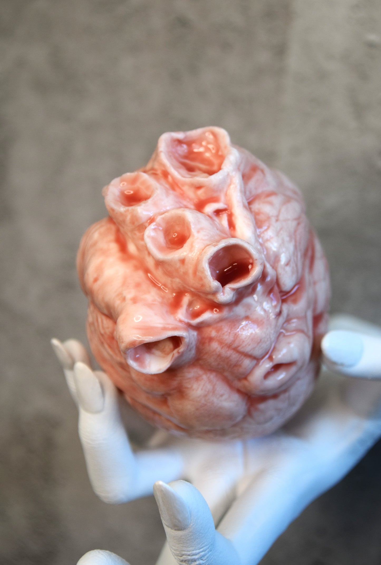 White hollow human heart life size 2.0, realistic anatomical human heart