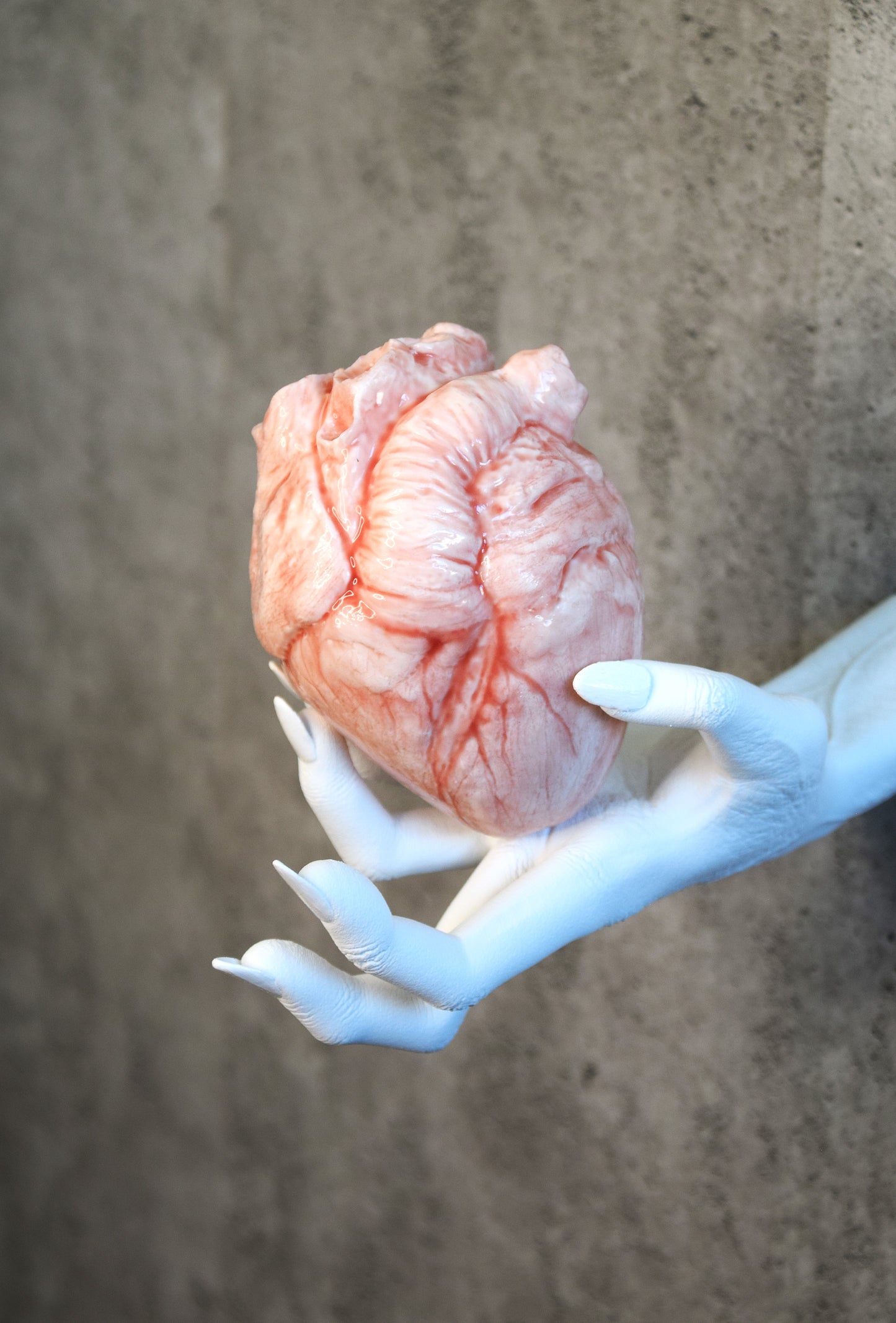 White hollow human heart life size 2.0, realistic anatomical human heart