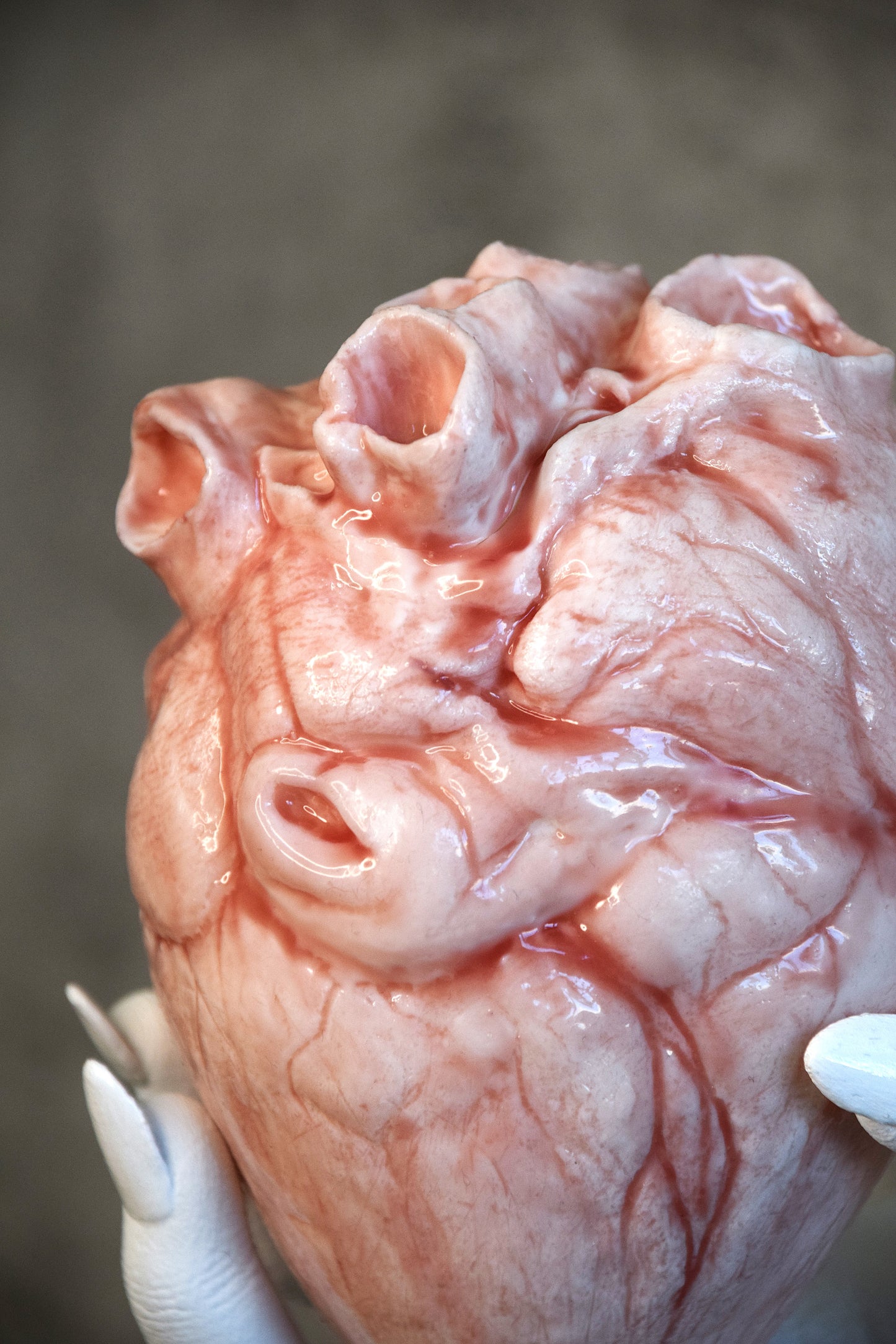 White hollow human heart life size 2.0, realistic anatomical human heart