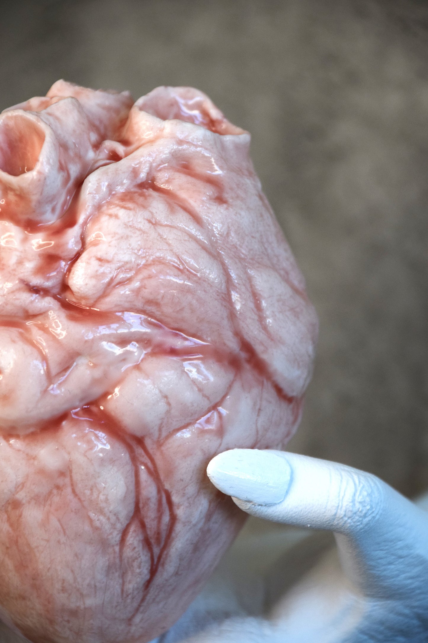 White hollow human heart life size 2.0, realistic anatomical human heart