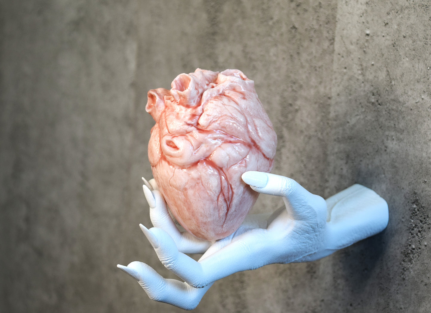 White hollow human heart life size 2.0, realistic anatomical human heart