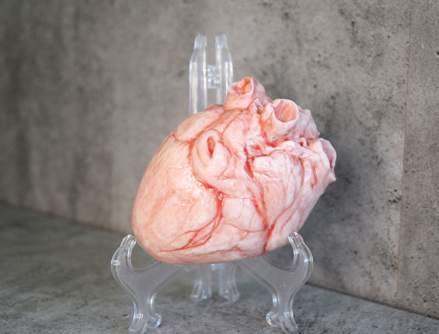 White hollow human heart life size 2.0, realistic anatomical human heart