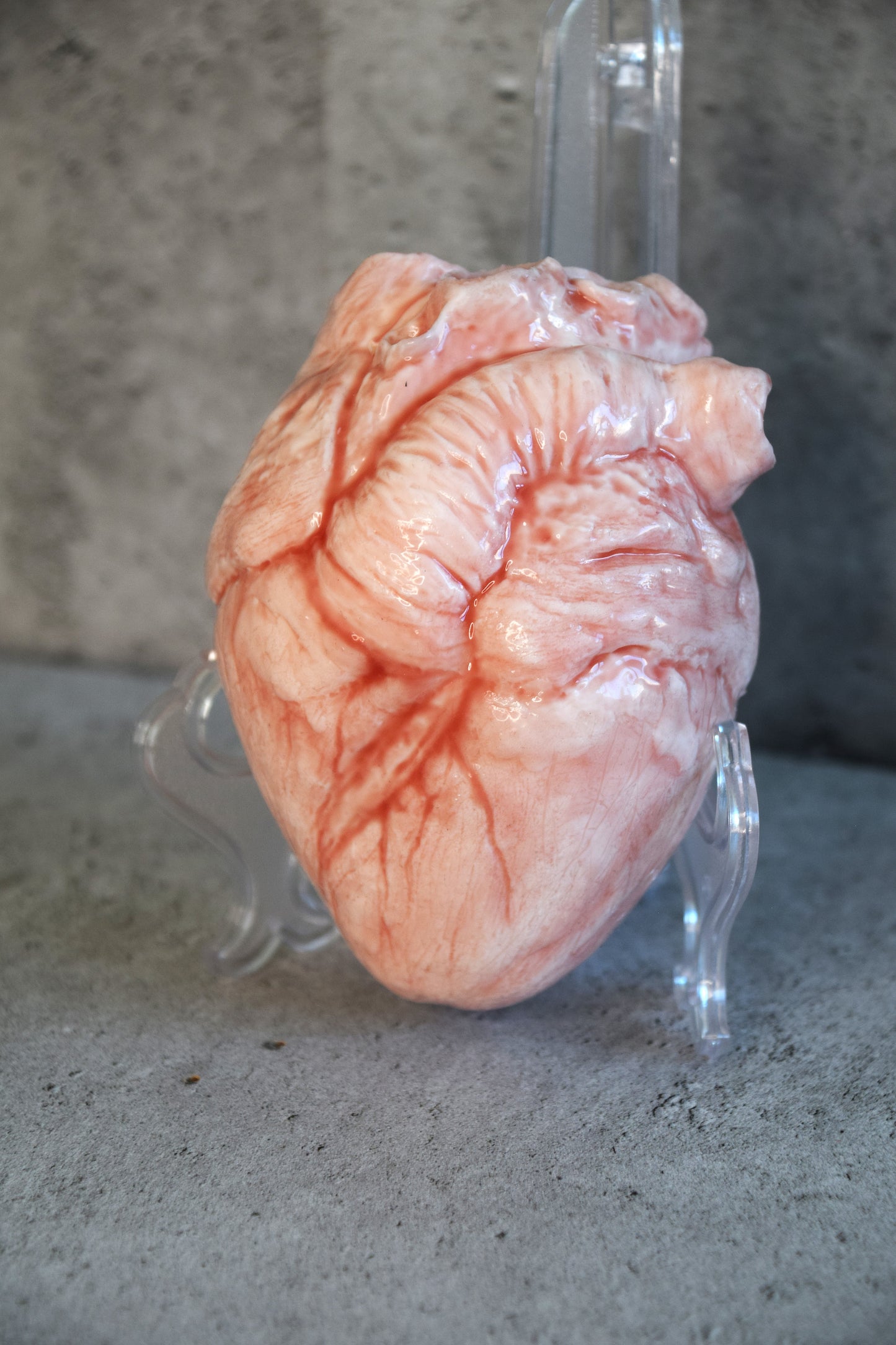 White hollow human heart life size 2.0, realistic anatomical human heart