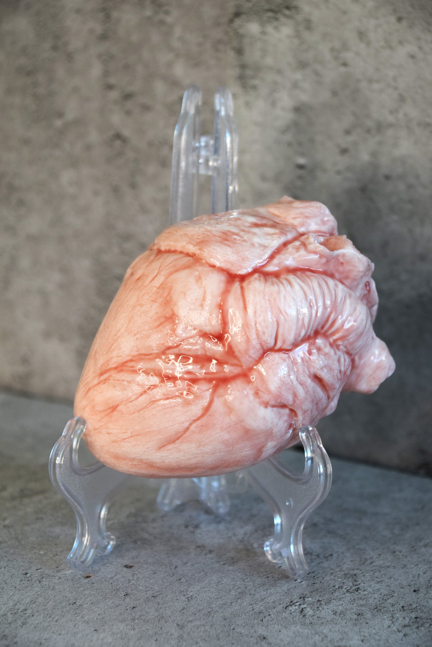 White hollow human heart life size 2.0, realistic anatomical human heart