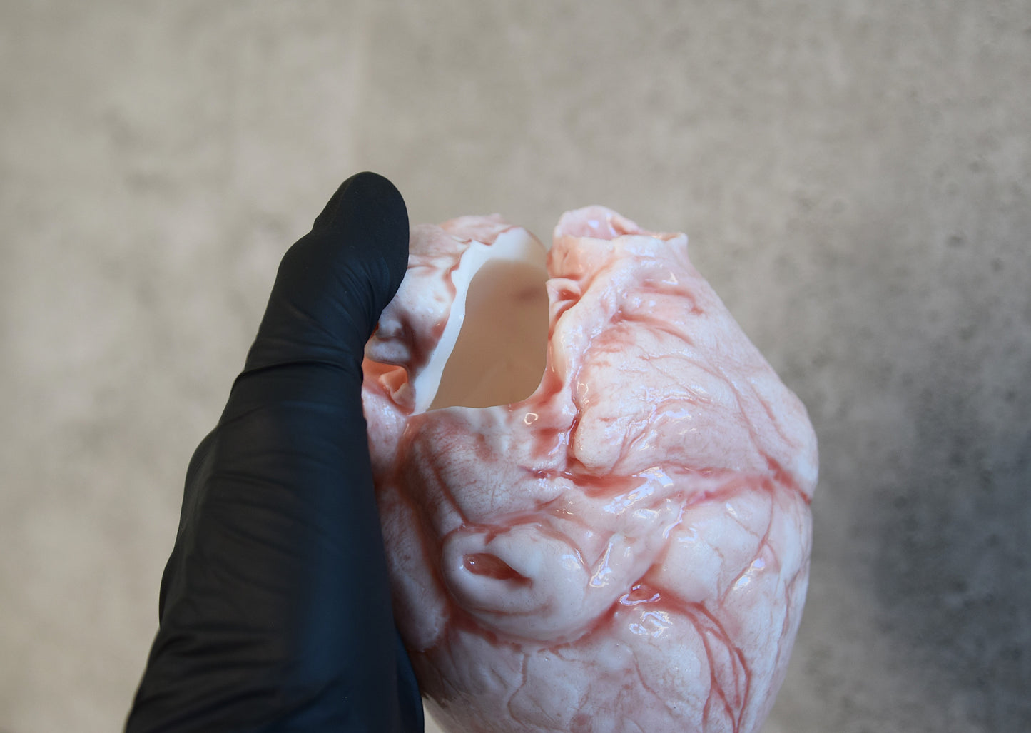 White hollow human heart life size 2.0, realistic anatomical human heart