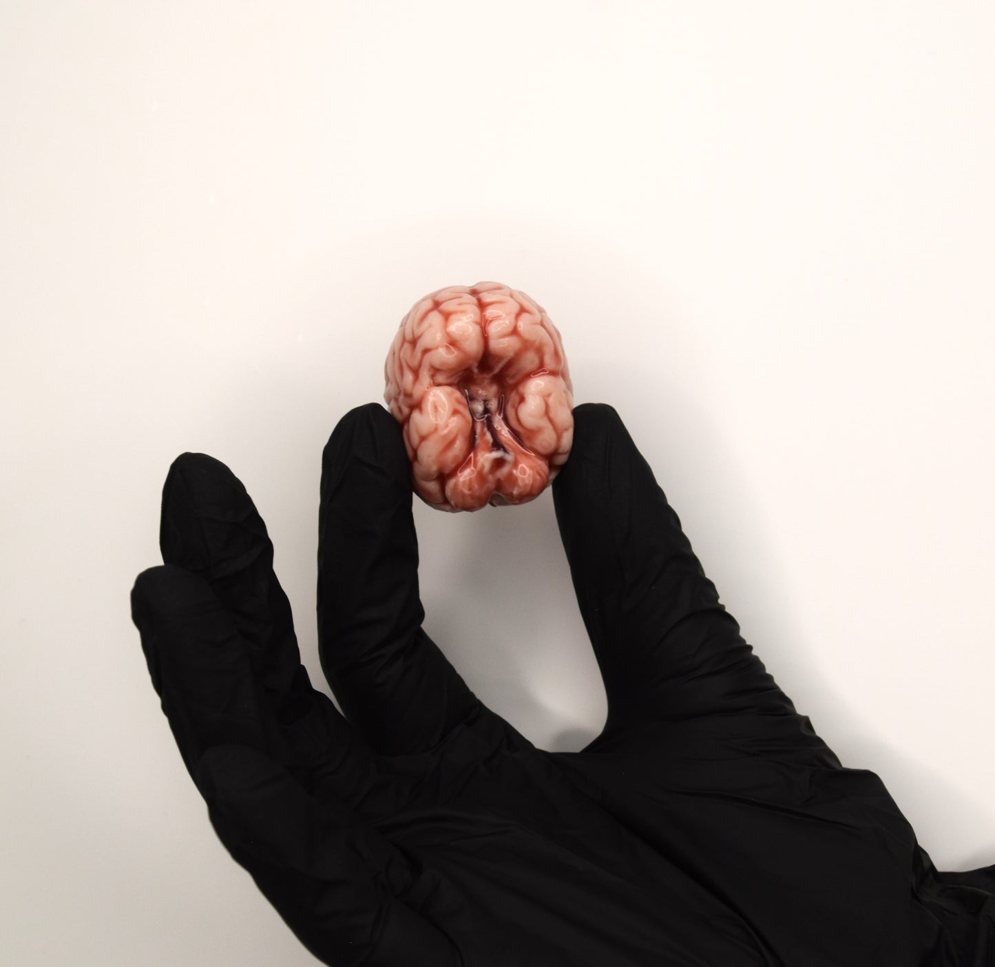 Realistic Mini Brain Figurine – Soft Anatomical Sculpture