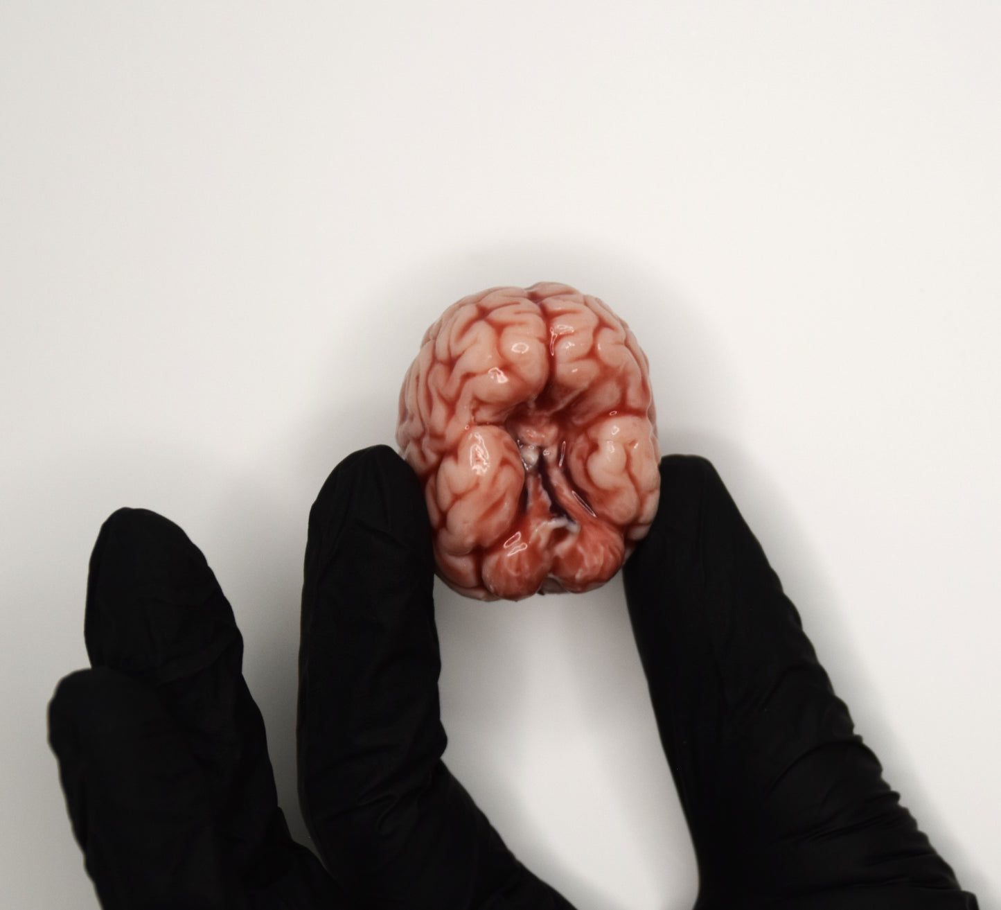 Realistic Mini Brain Figurine – Soft Anatomical Sculpture