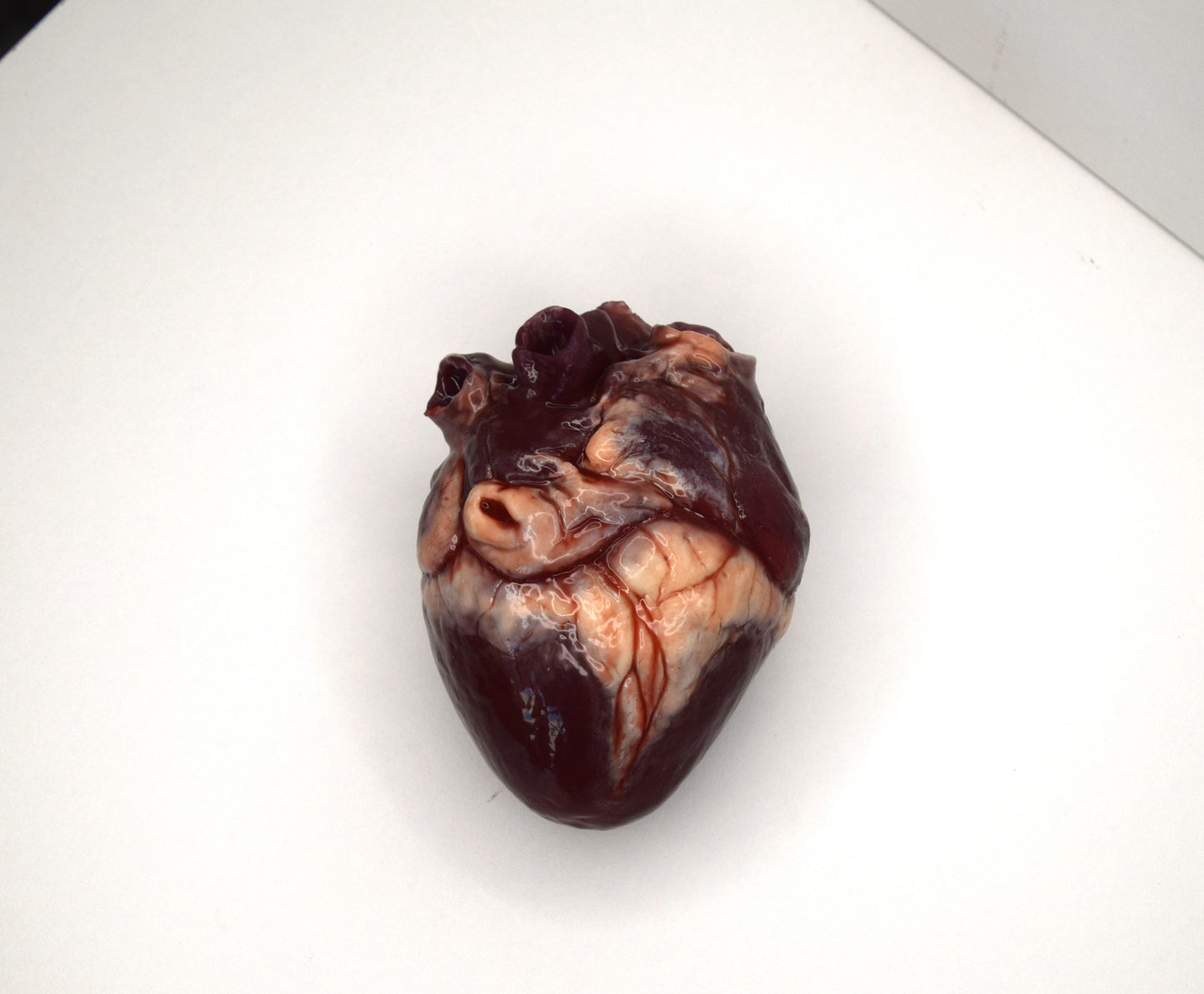 Hollow human heart life size 2.0, realistic anatomical human heart