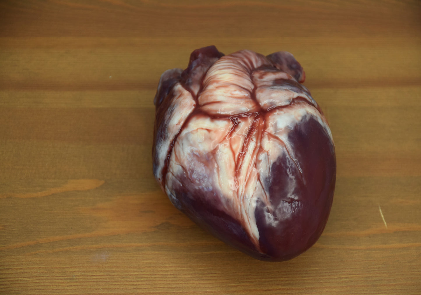 Hollow human heart life size 2.0, realistic anatomical human heart