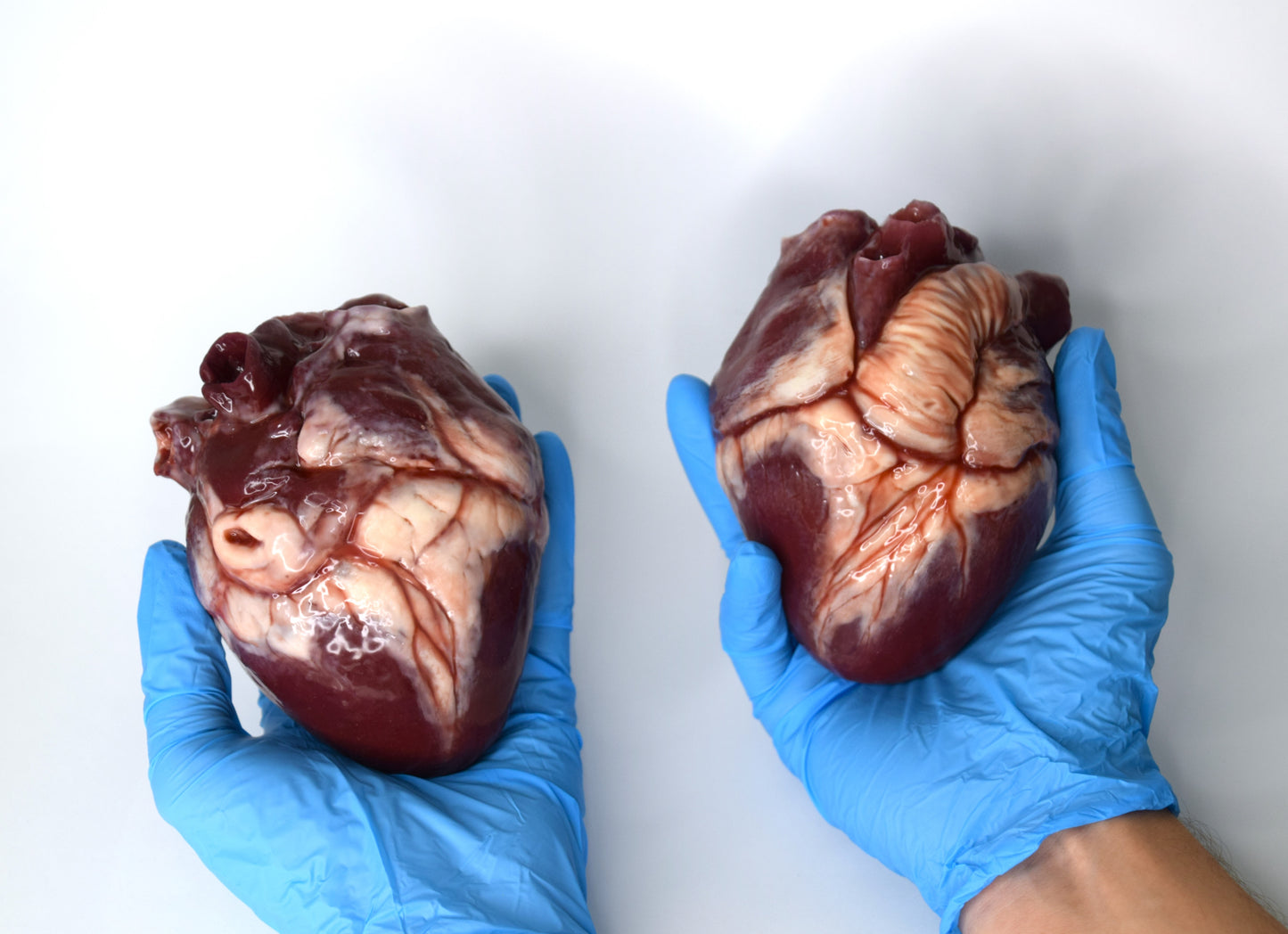 Hollow human heart life size 2.0, realistic anatomical human heart