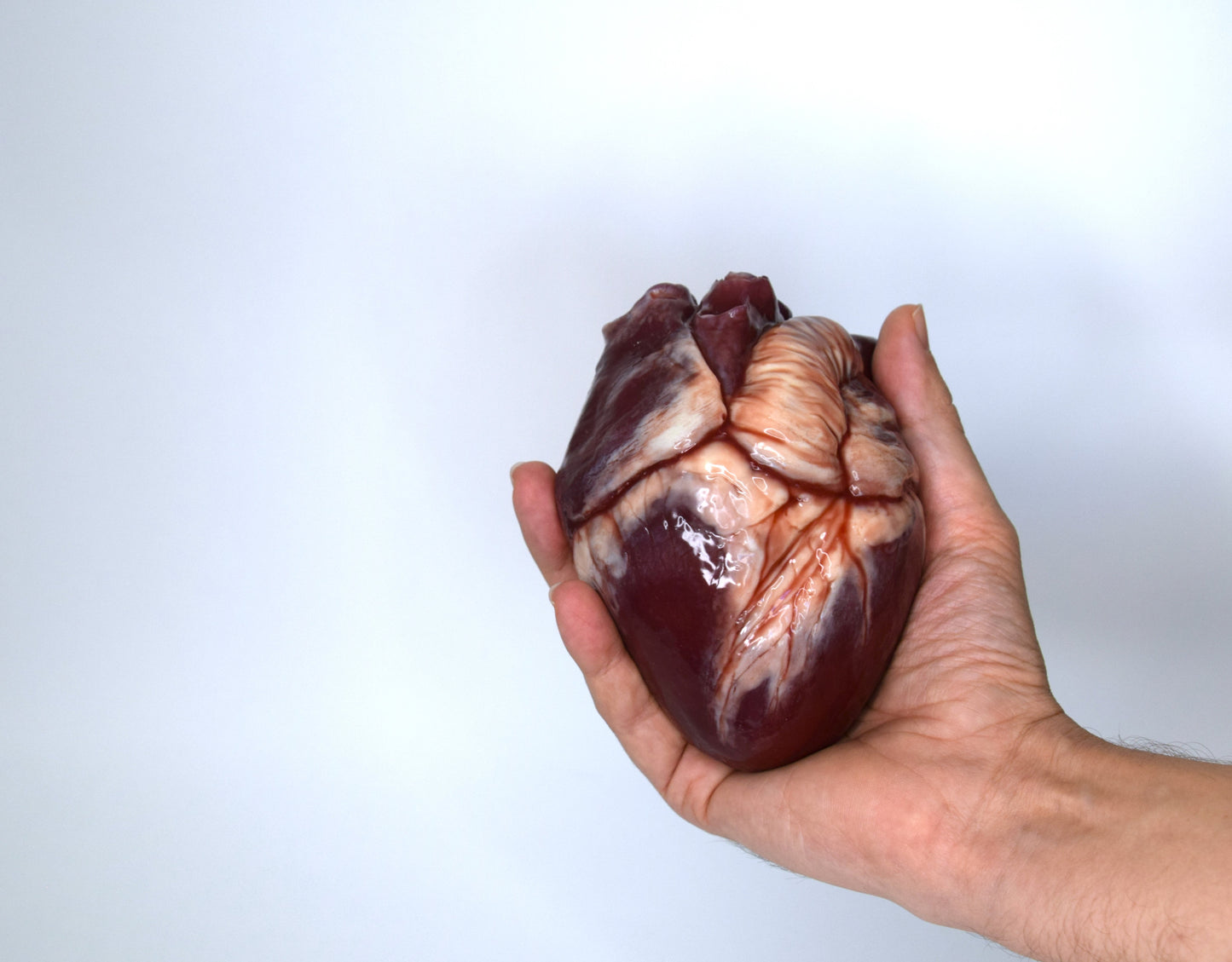 Human heart life size 2.0 , realistic anatomical heart prop