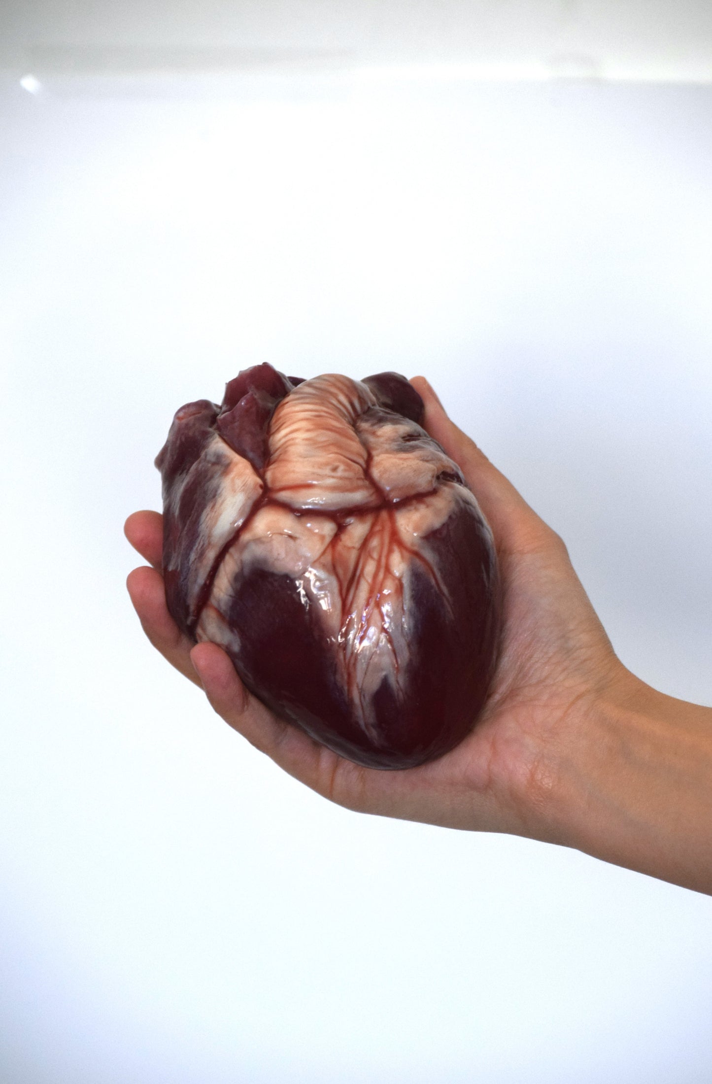 Hollow human heart life size 2.0, realistic anatomical human heart