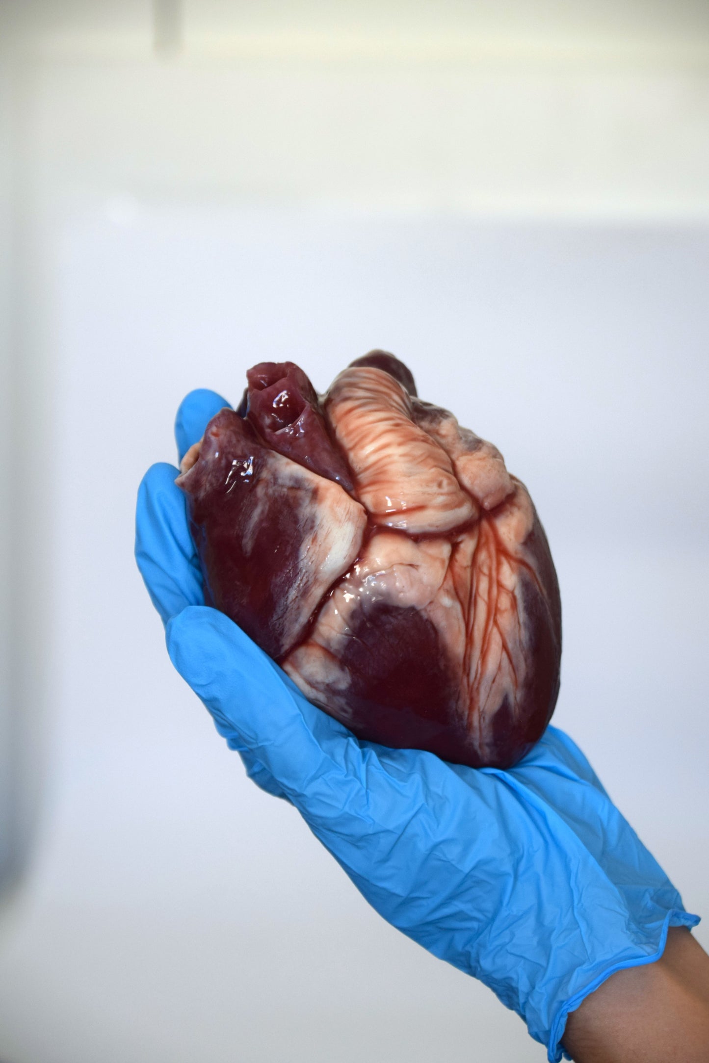 Human heart life size 2.0 , realistic anatomical heart prop