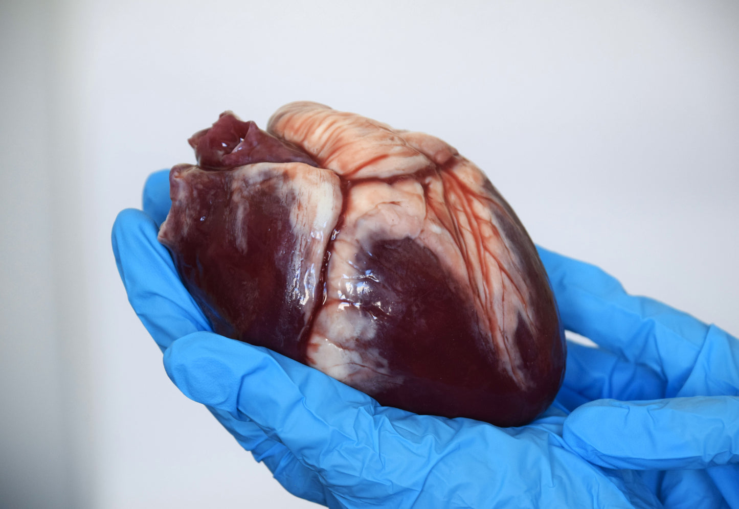 Hollow human heart life size 2.0, realistic anatomical human heart