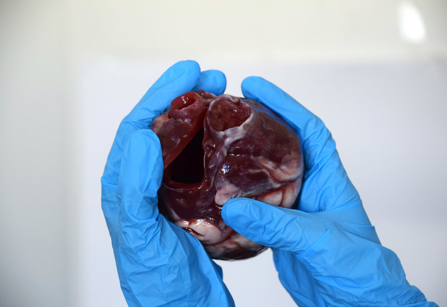 Hollow human heart life size 2.0, realistic anatomical human heart