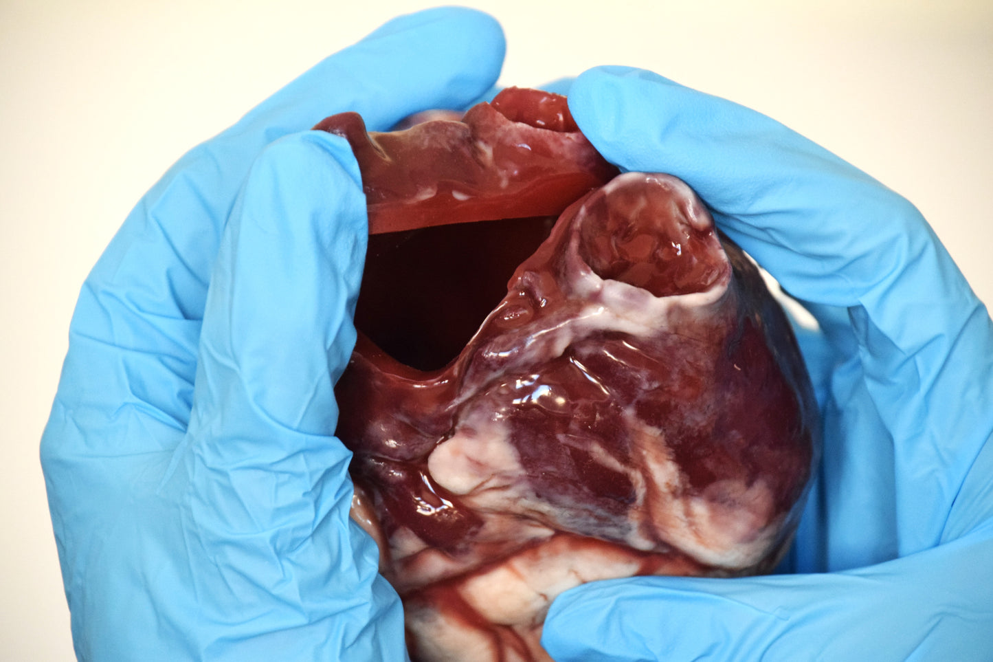 Hollow human heart life size 2.0, realistic anatomical human heart