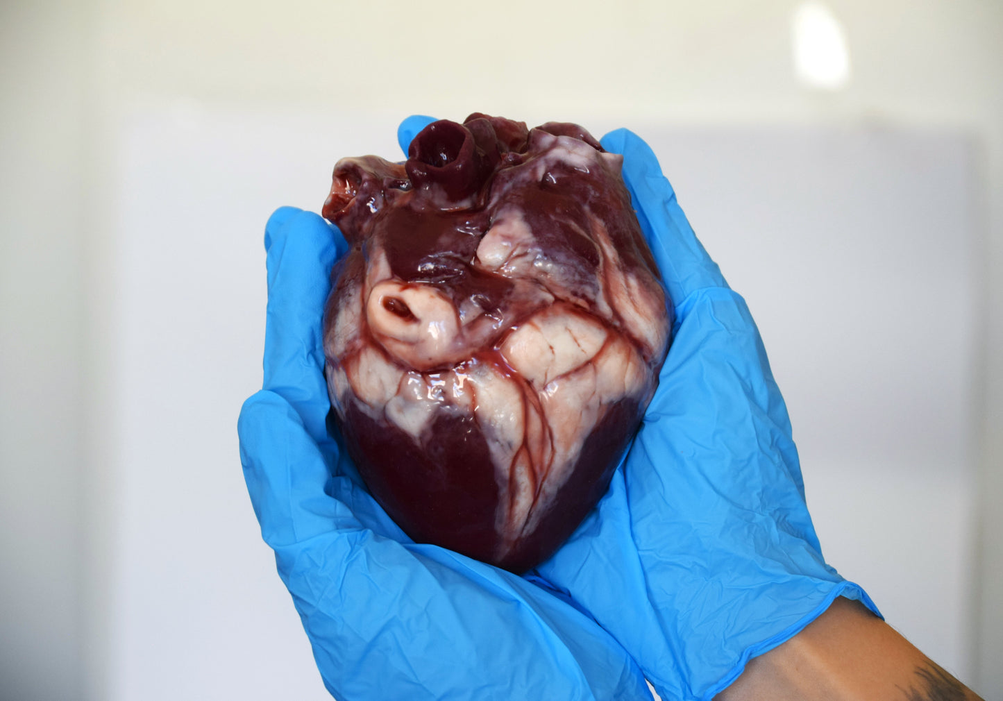 Hollow human heart life size 2.0, realistic anatomical human heart