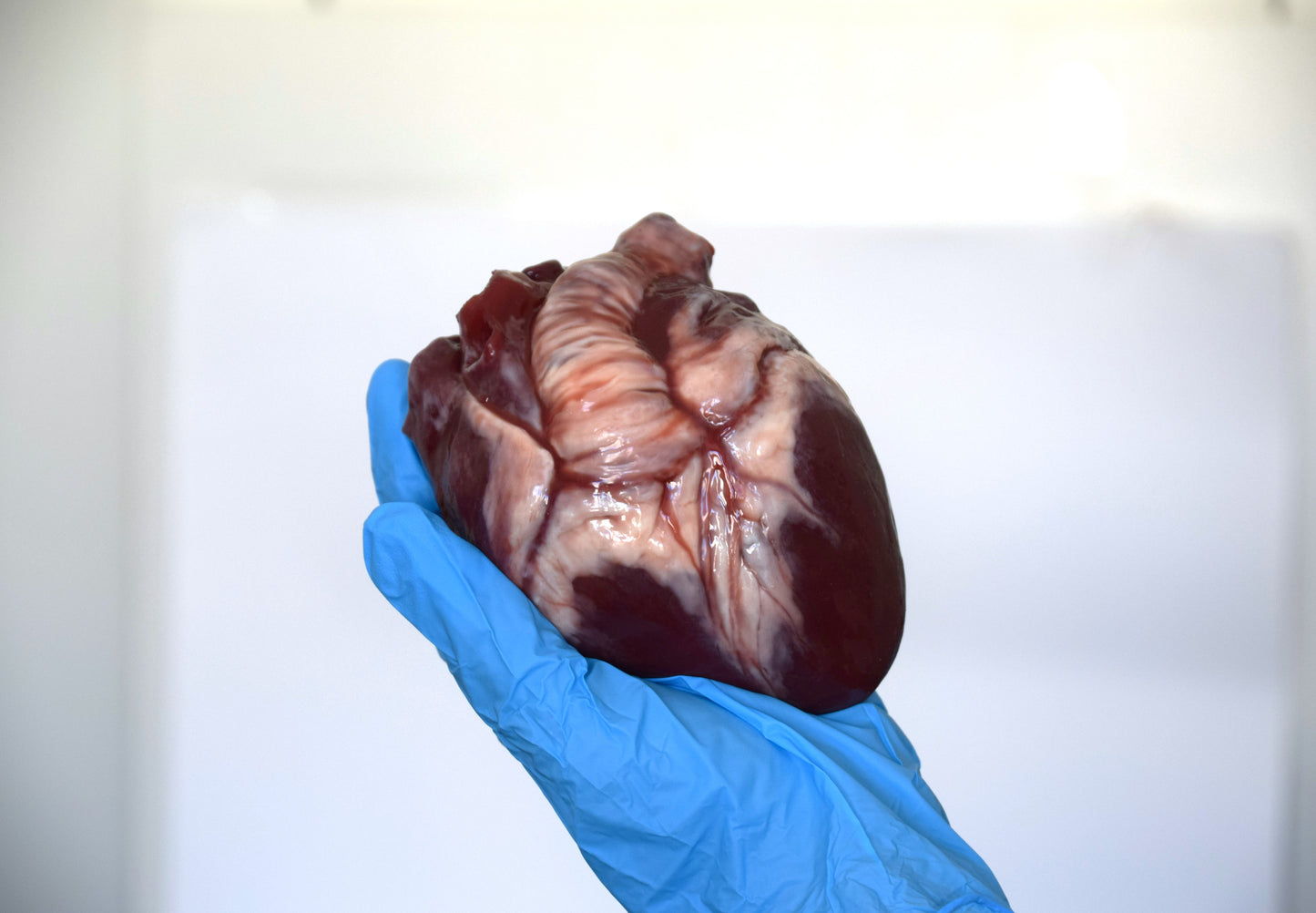 Hollow human heart life size 2.0, realistic anatomical human heart