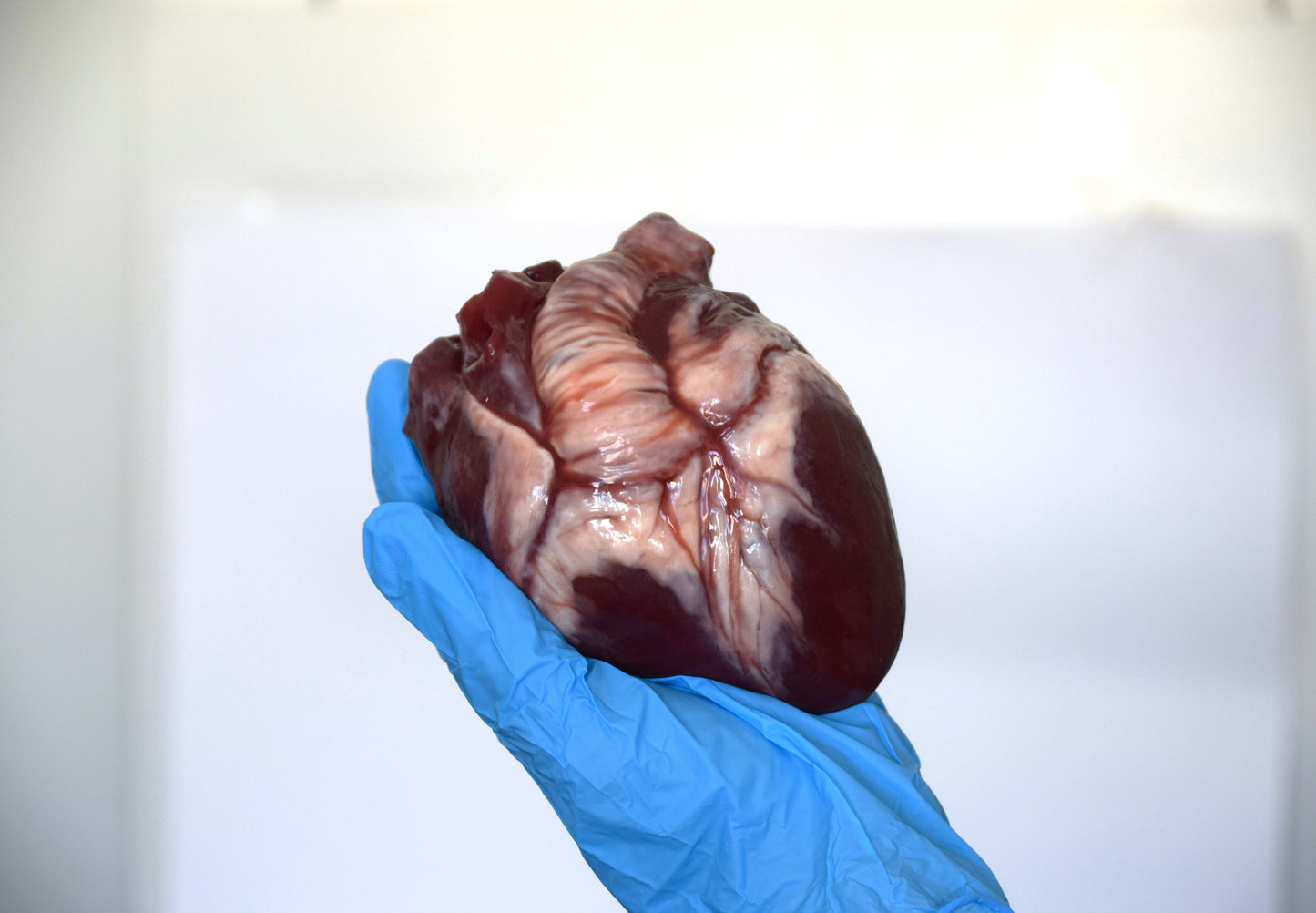 Human heart life size 2.0 , realistic anatomical heart prop