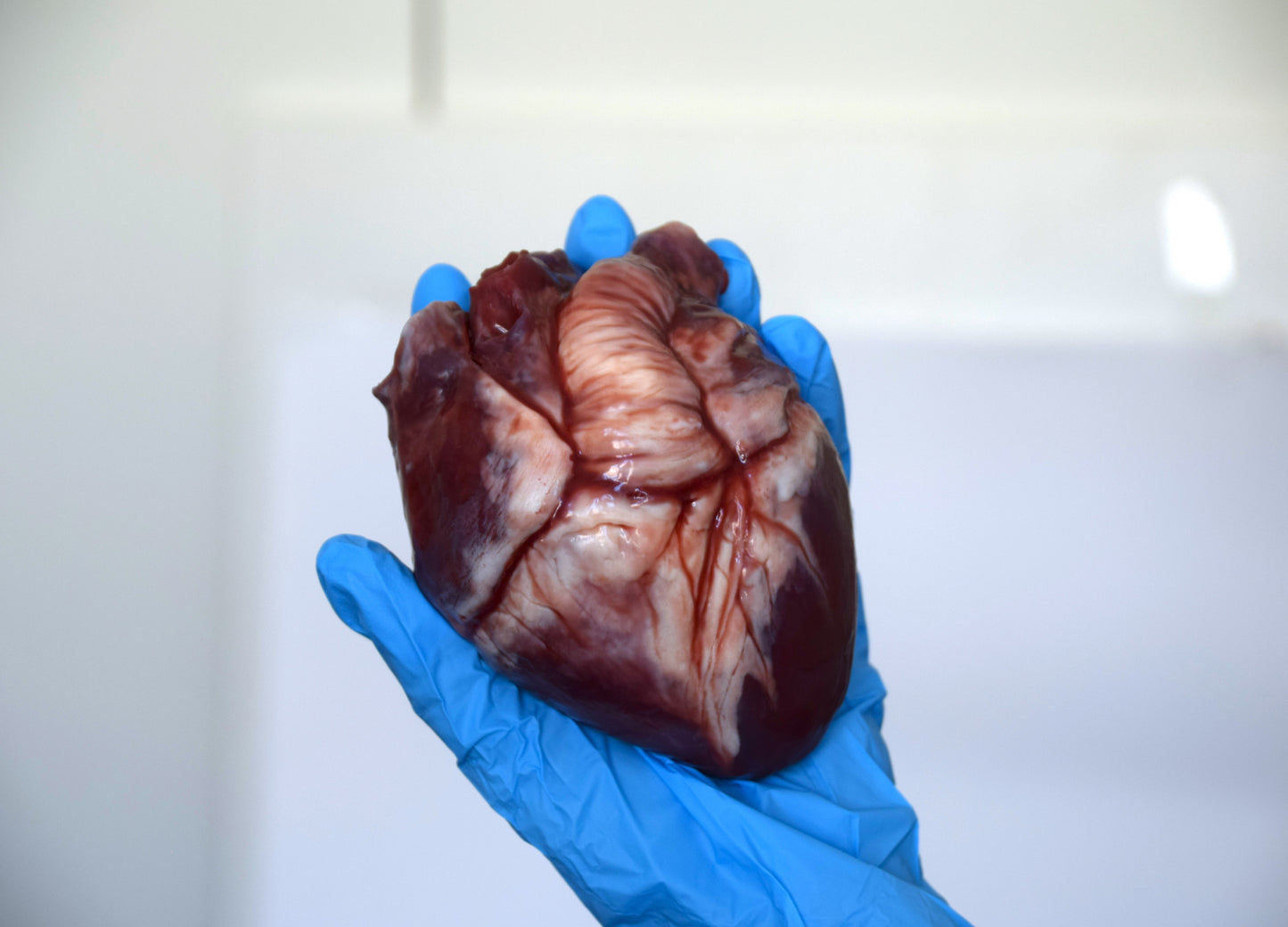 Hollow human heart life size 2.0, realistic anatomical human heart