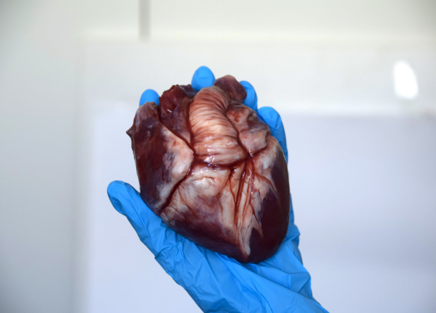 Human heart life size 2.0 , realistic anatomical heart prop