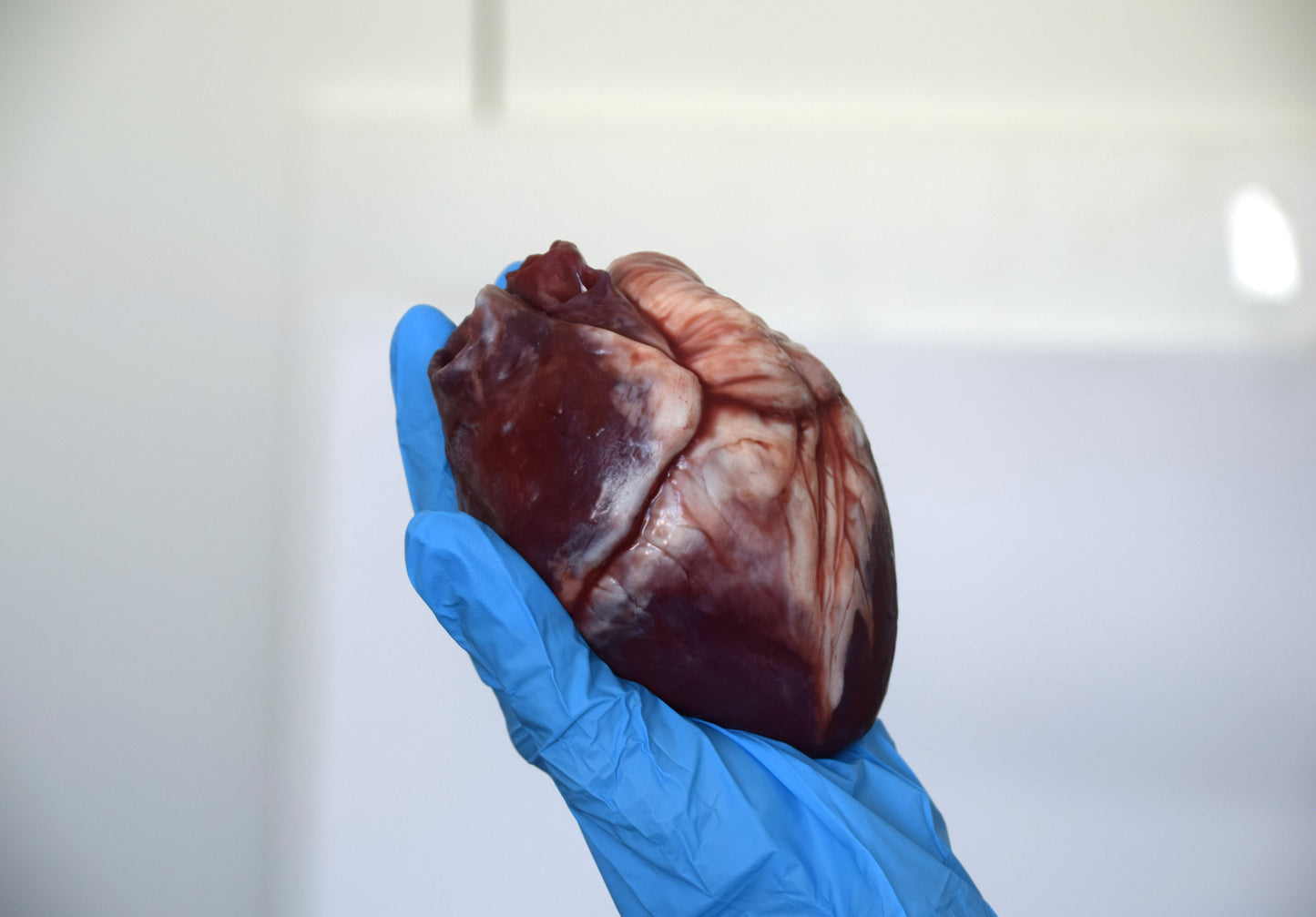 Hollow human heart life size 2.0, realistic anatomical human heart