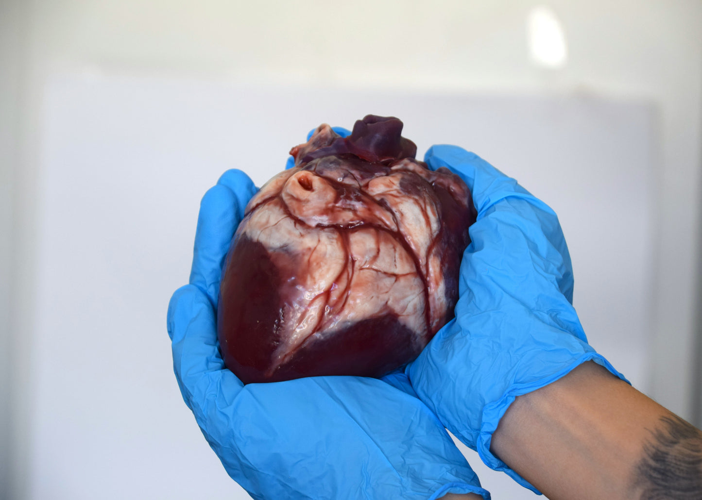 Hollow human heart life size 2.0, realistic anatomical human heart