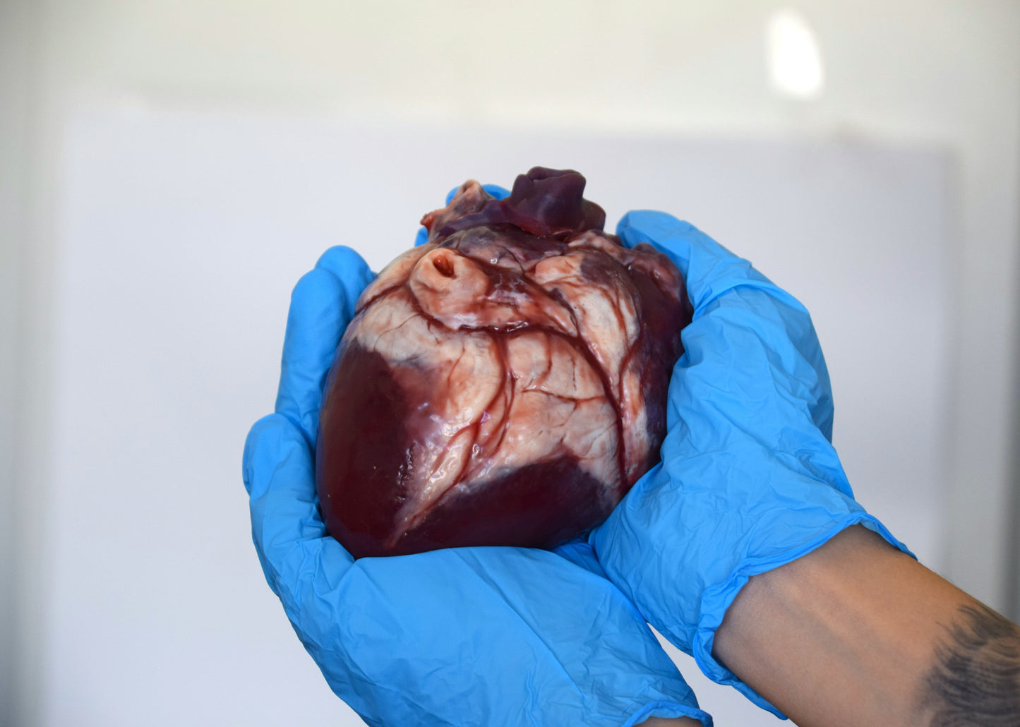 Human heart life size 2.0 , realistic anatomical heart prop