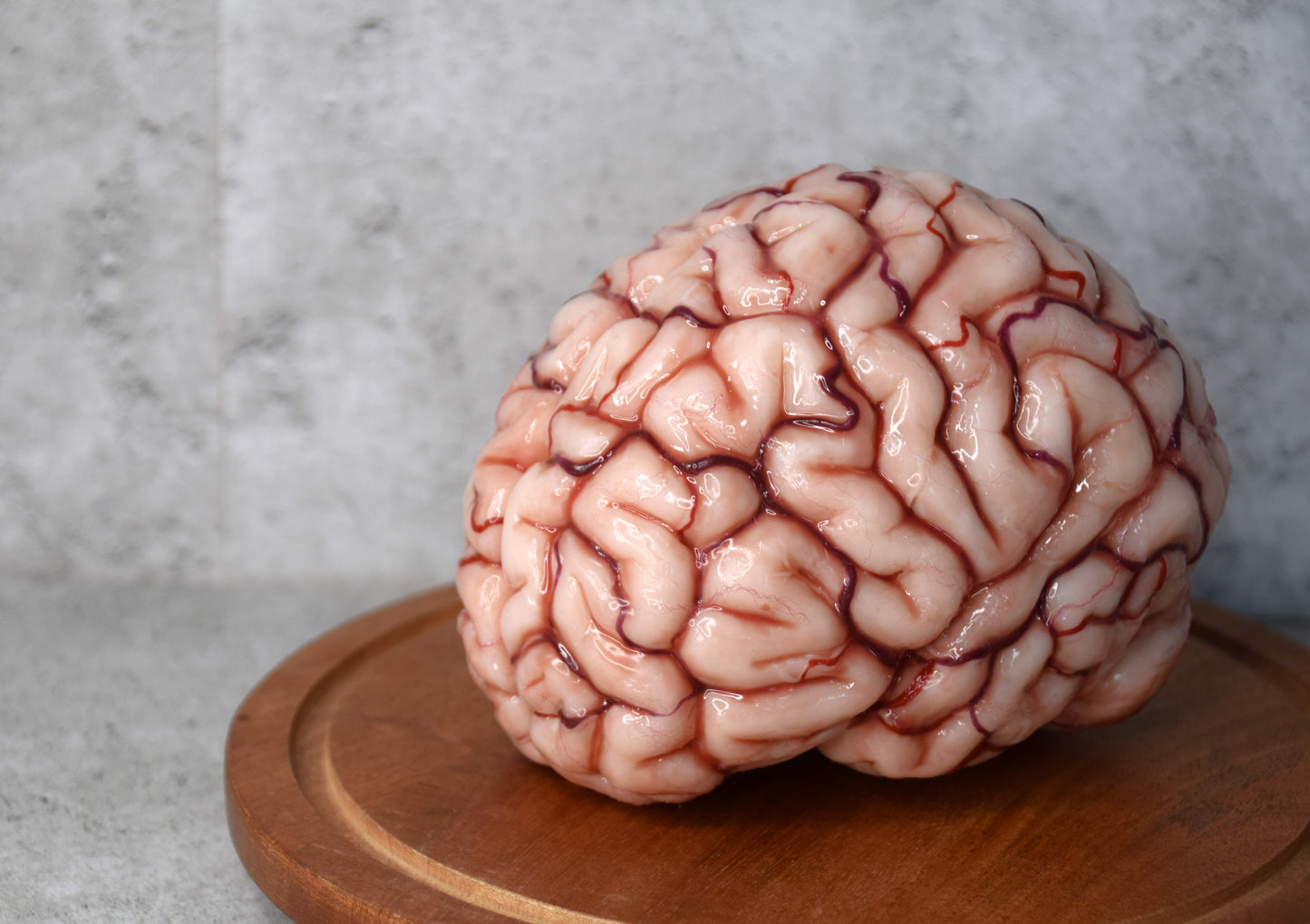 Realistic human brain life size, anatomically accurate