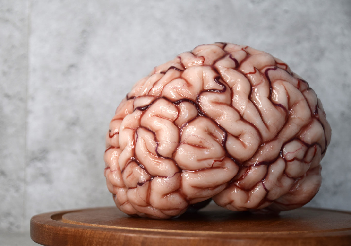 Realistic human brain life size, anatomically accurate