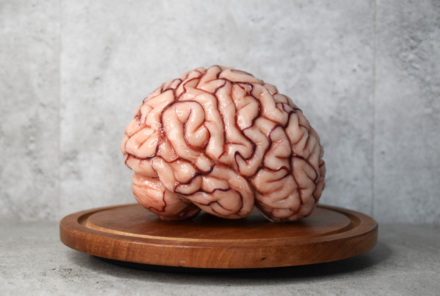 Realistic human brain life size, anatomically accurate