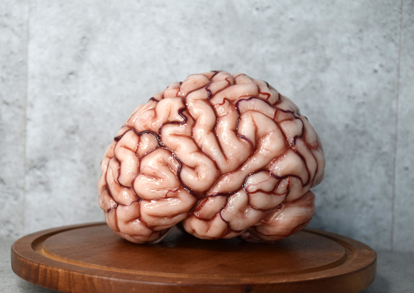 Realistic human brain life size, anatomically accurate