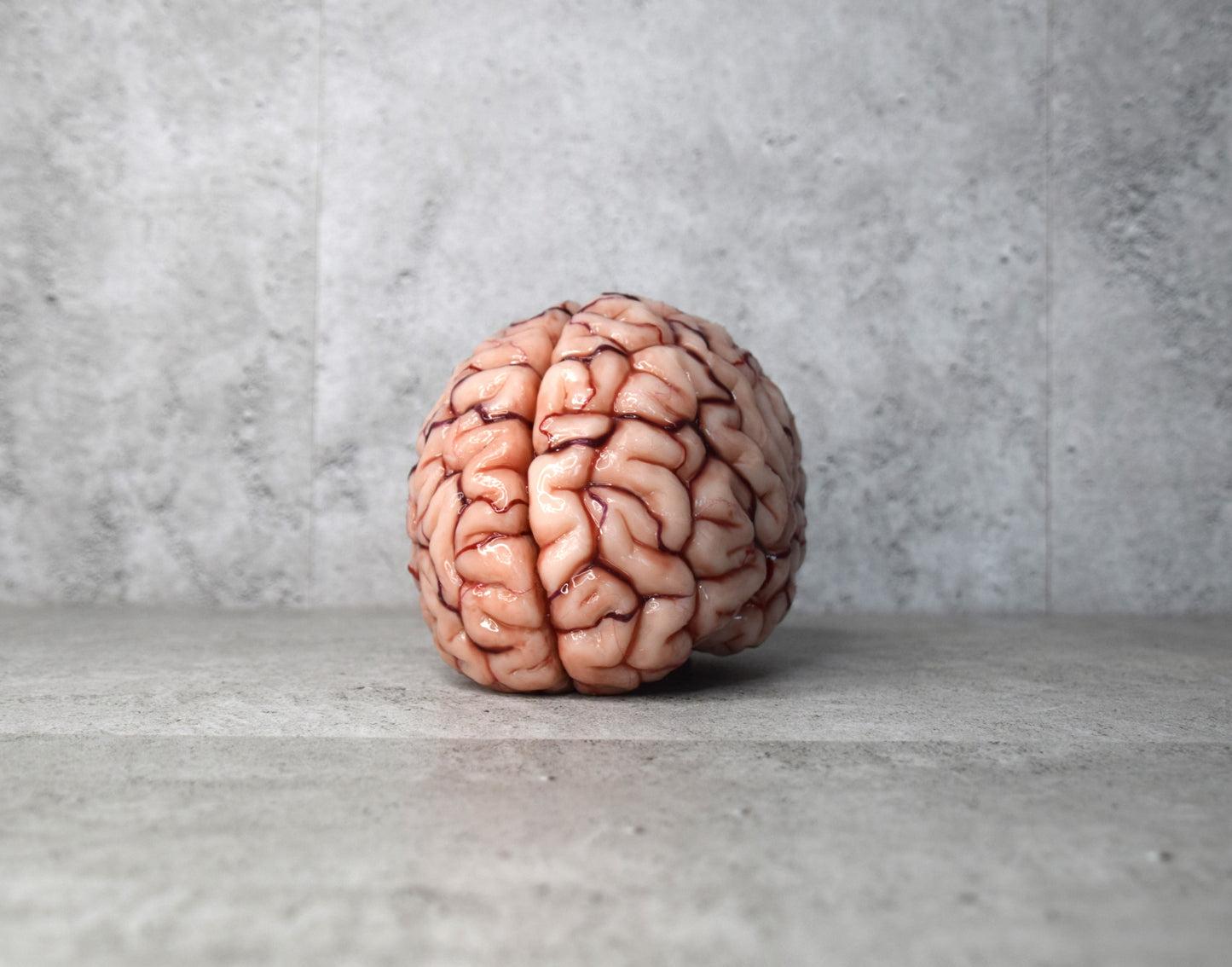 Realistic human brain life size, anatomically accurate