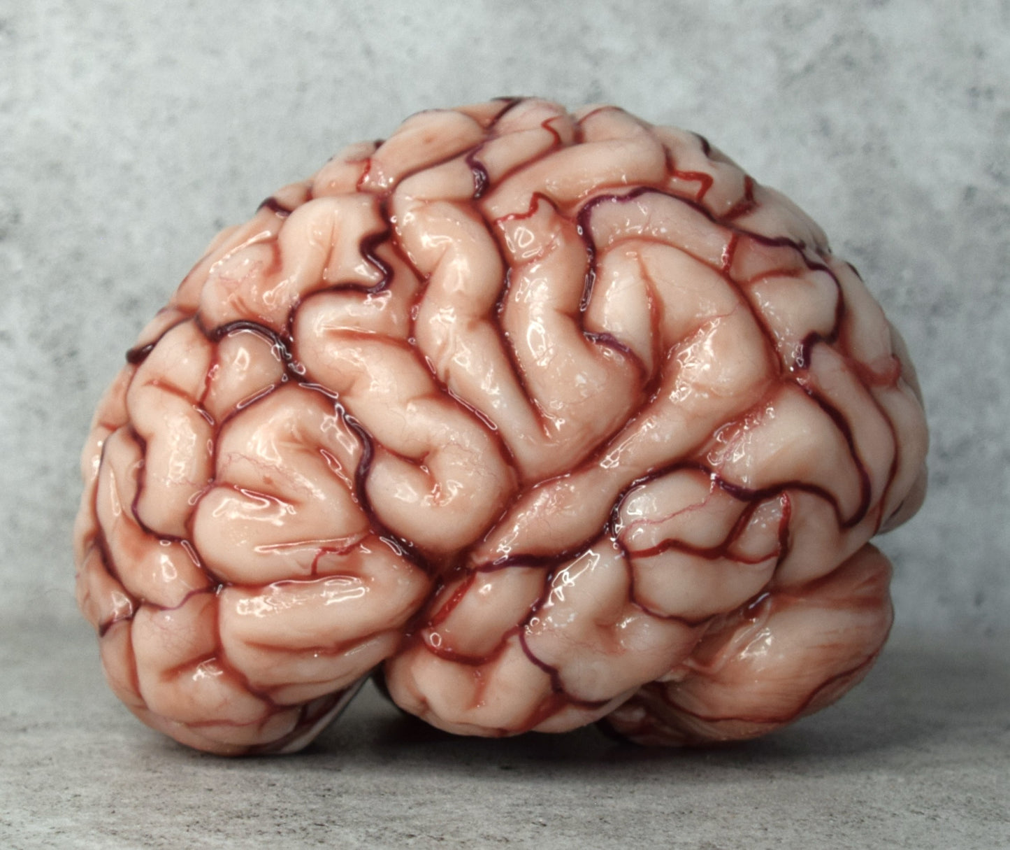 Realistic human brain life size, anatomically accurate