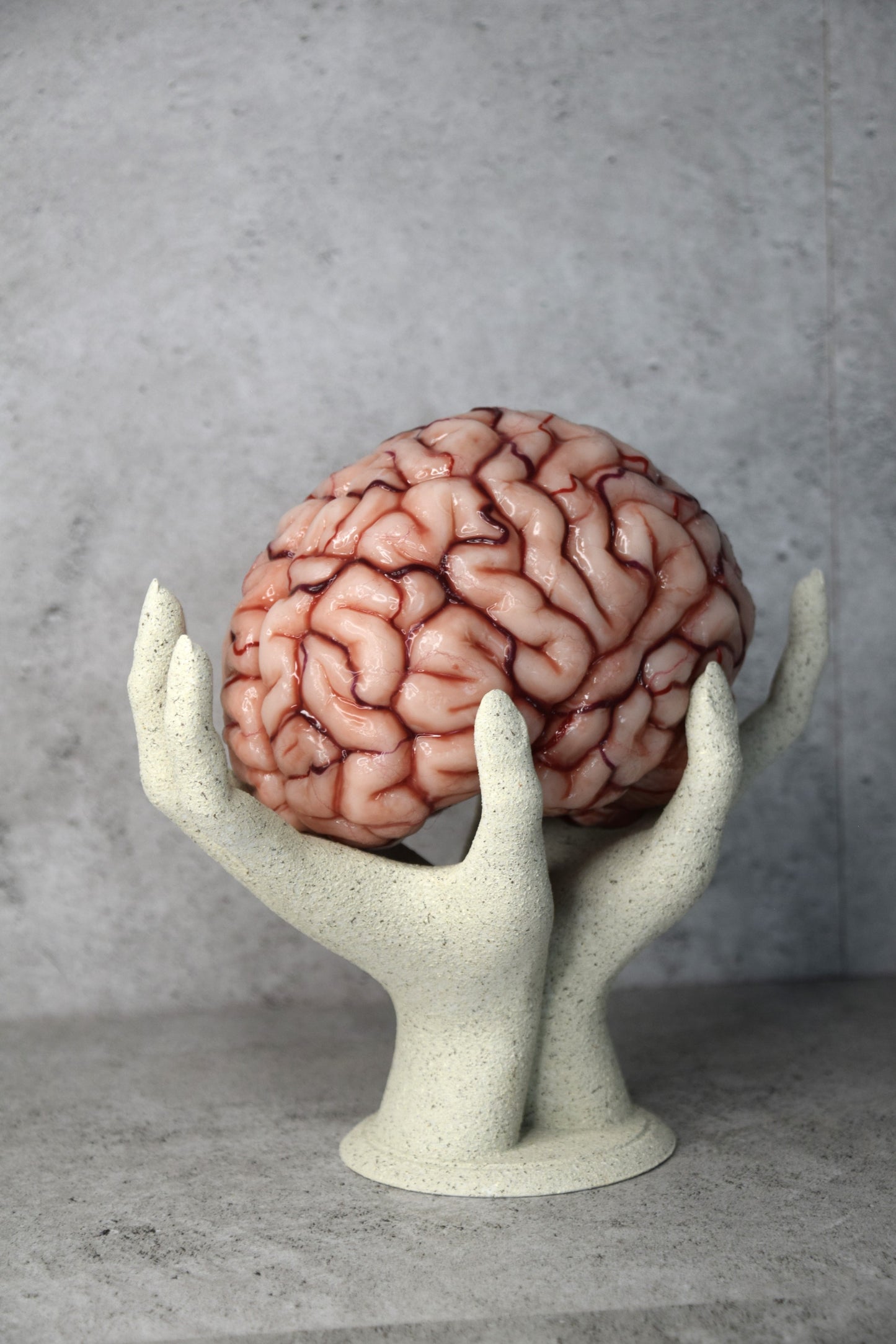 Realistic human brain life size, anatomically accurate