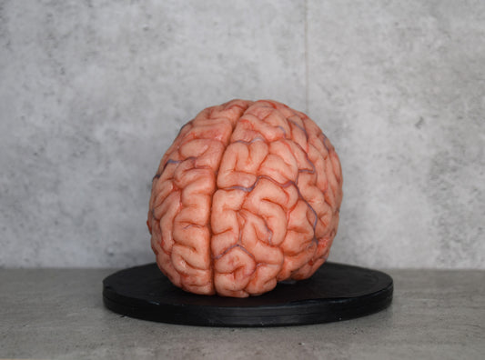 SALE up to 50 % OFF Realistic human brain life size, anatomically accurate