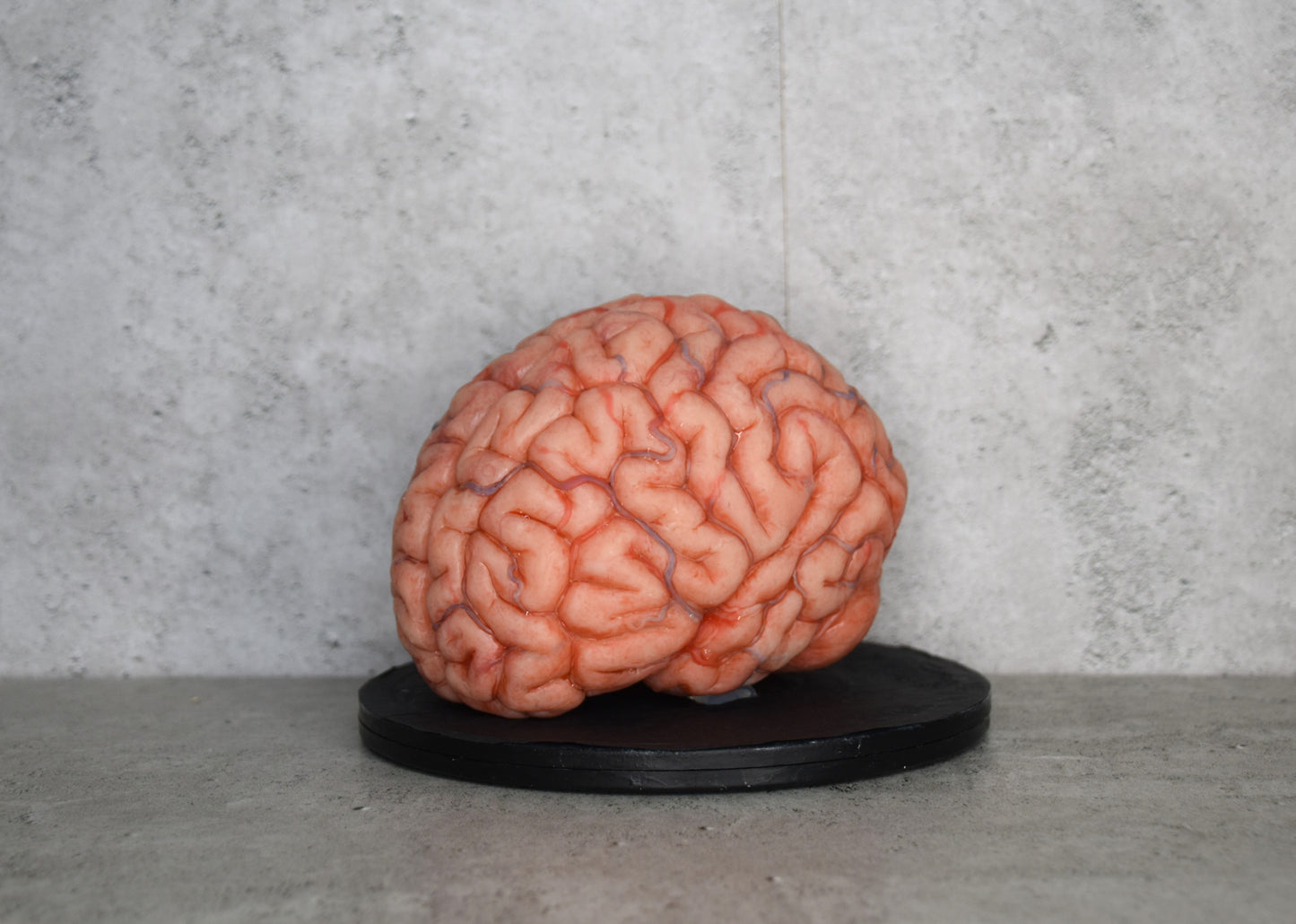 SALE up to 50 % OFF Realistic human brain life size, anatomically accurate