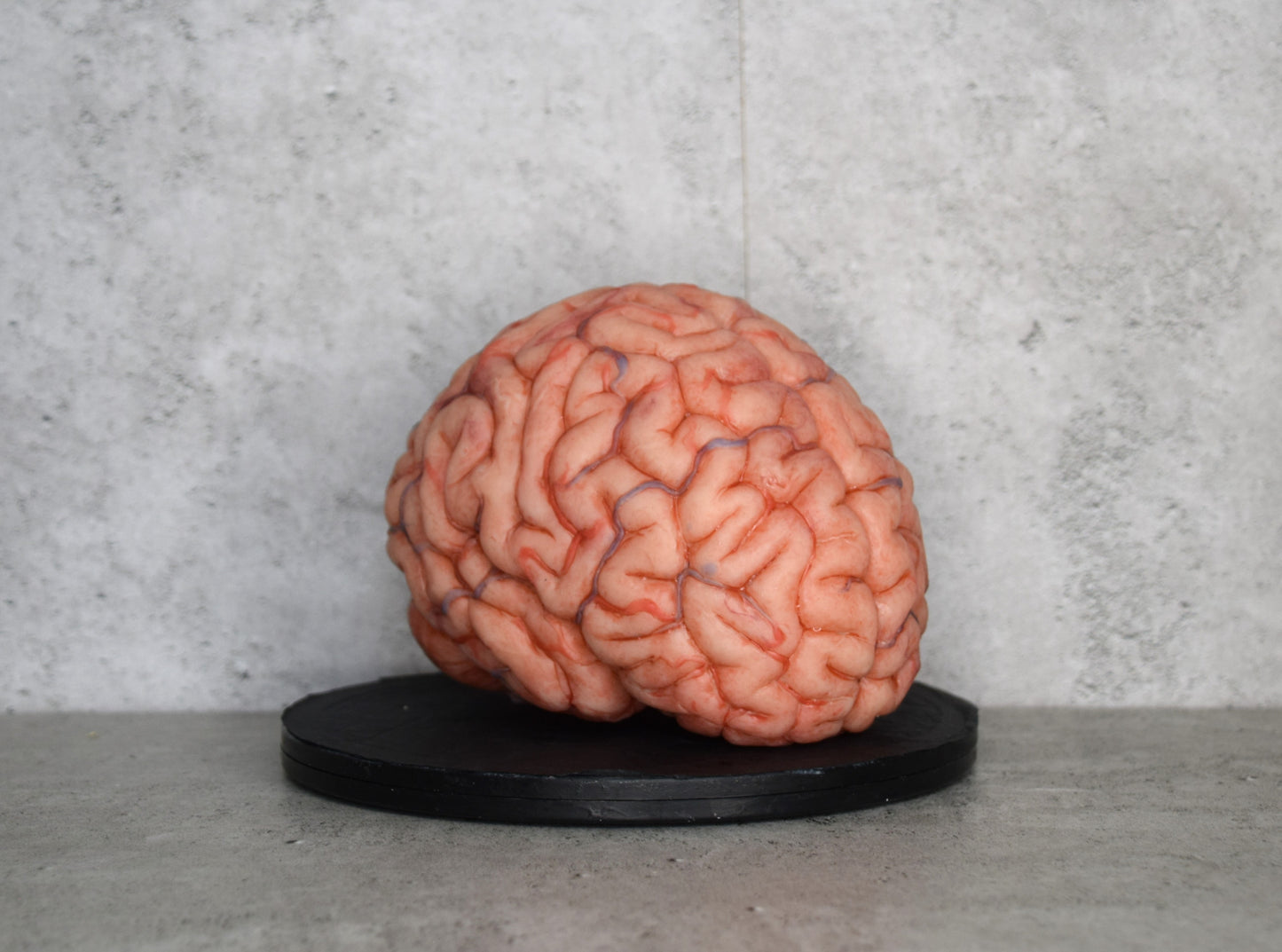 SALE up to 50 % OFF Realistic human brain life size, anatomically accurate