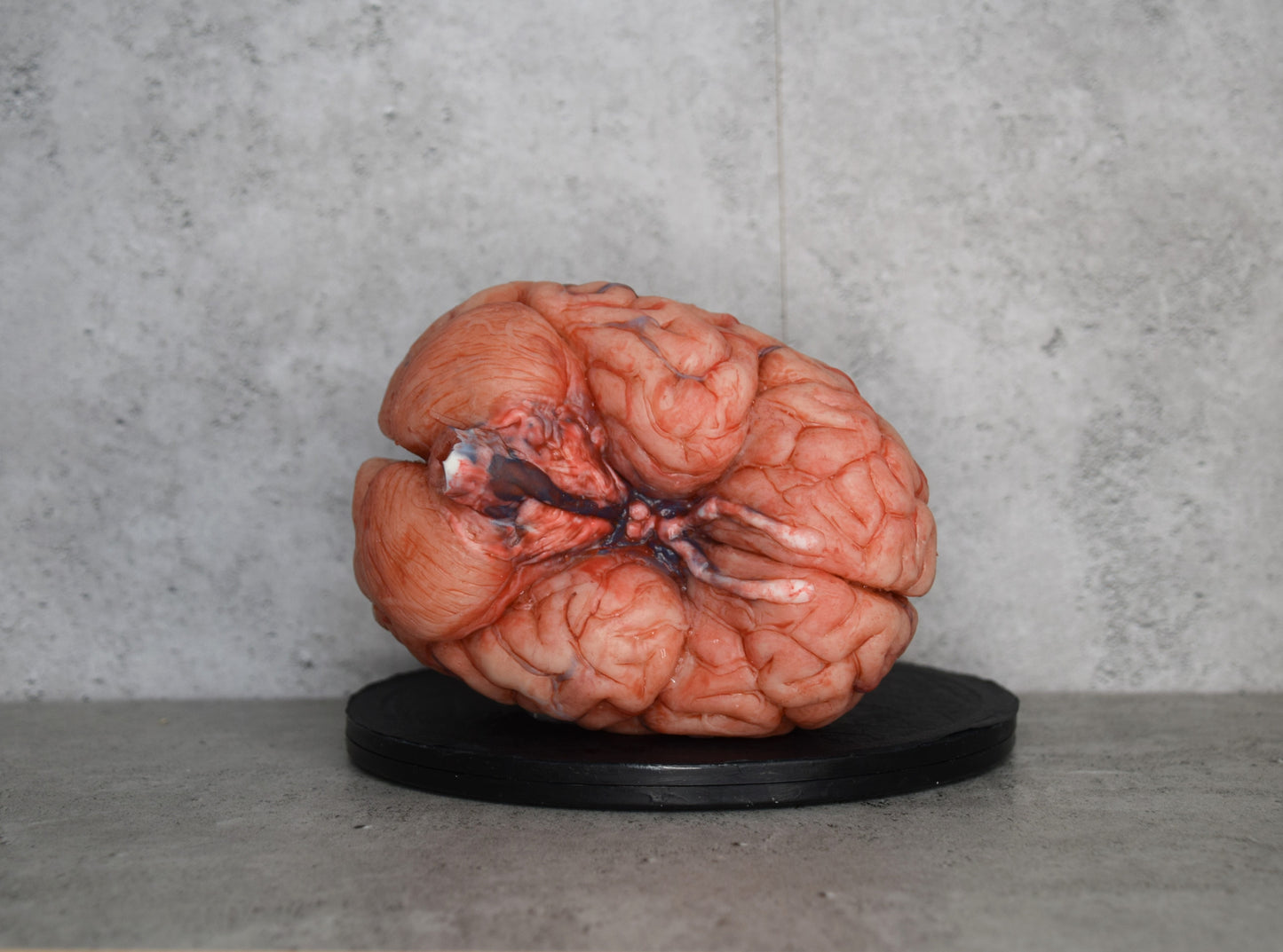 SALE up to 50 % OFF Realistic human brain life size, anatomically accurate