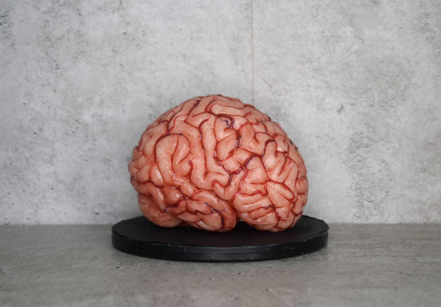 SALE up to 50 % OFF Realistic human brain life size, anatomically accurate