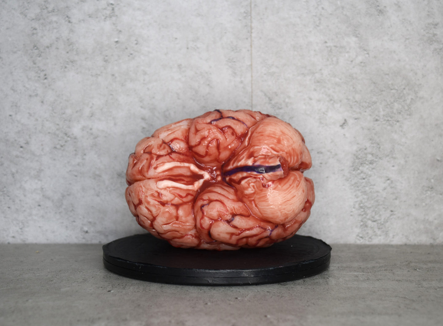 SALE up to 50 % OFF Realistic human brain life size, anatomically accurate