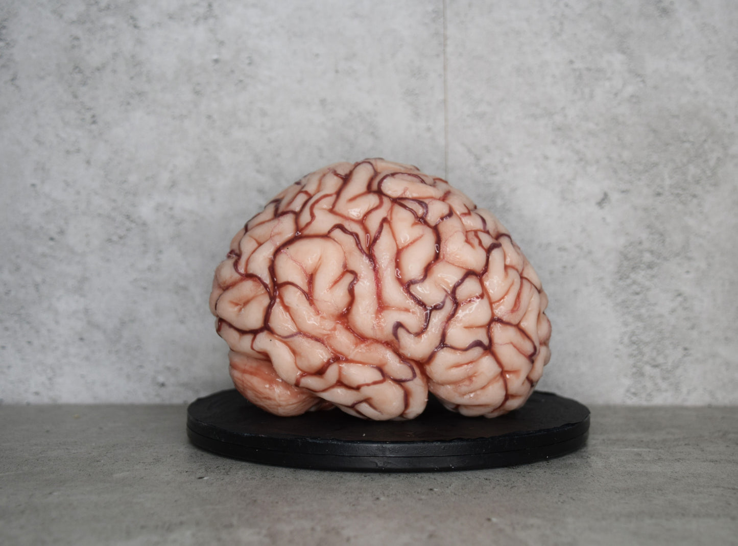 SALE up to 50 % OFF Realistic human brain life size, anatomically accurate