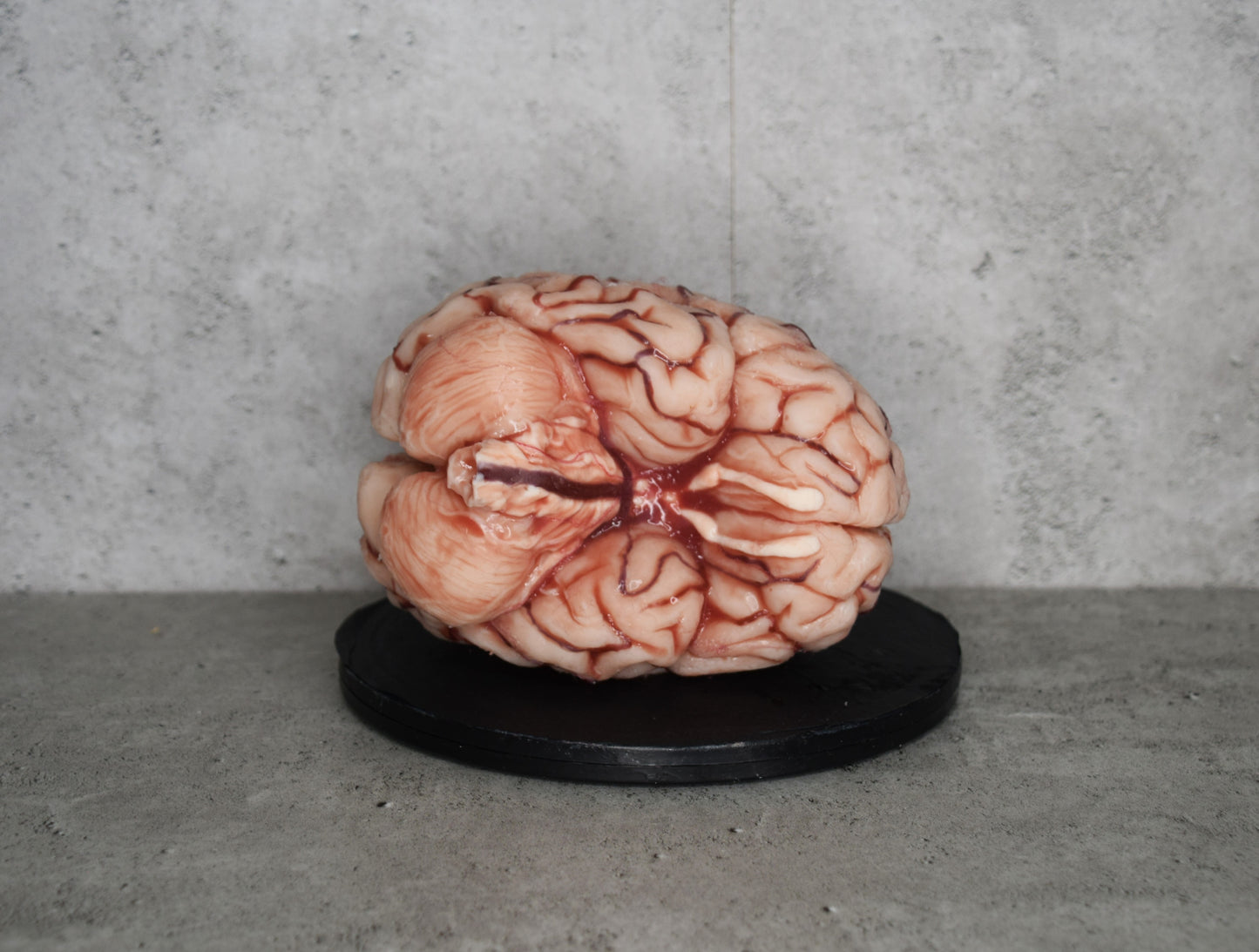 SALE up to 50 % OFF Realistic human brain life size, anatomically accurate