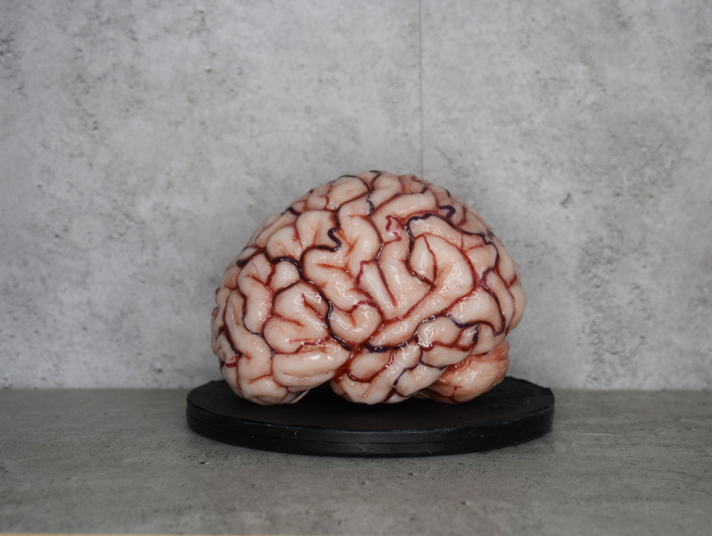 SALE up to 50 % OFF Realistic human brain life size, anatomically accurate