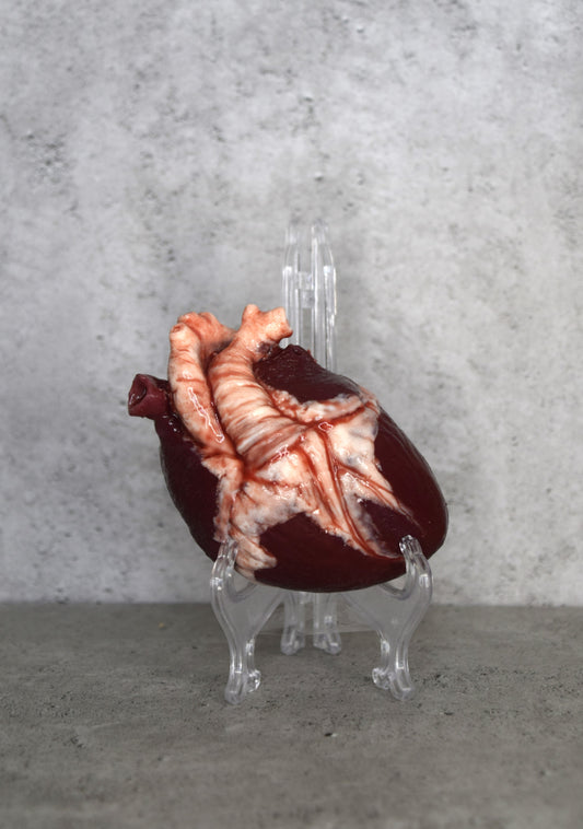 SALE up to 70 % OFF Hollow Human heart