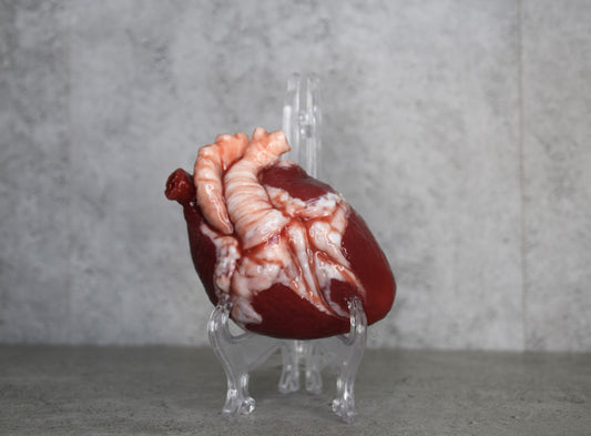 SALE up to 70 % OFF  Human heart